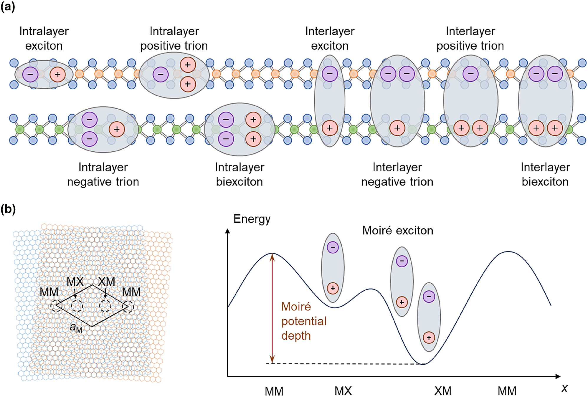 Figure 2: 
Different types of intralayer and interlayer exciton complexes. (a) Schematic of different types of intralayer and interlayer exciton complexes. (b) Schematic of a moiré superlattice formed by two hexagonal lattice with a small twist angle (left penal) and energy landscape of moiré exciton in the moiré potential (right panel).
