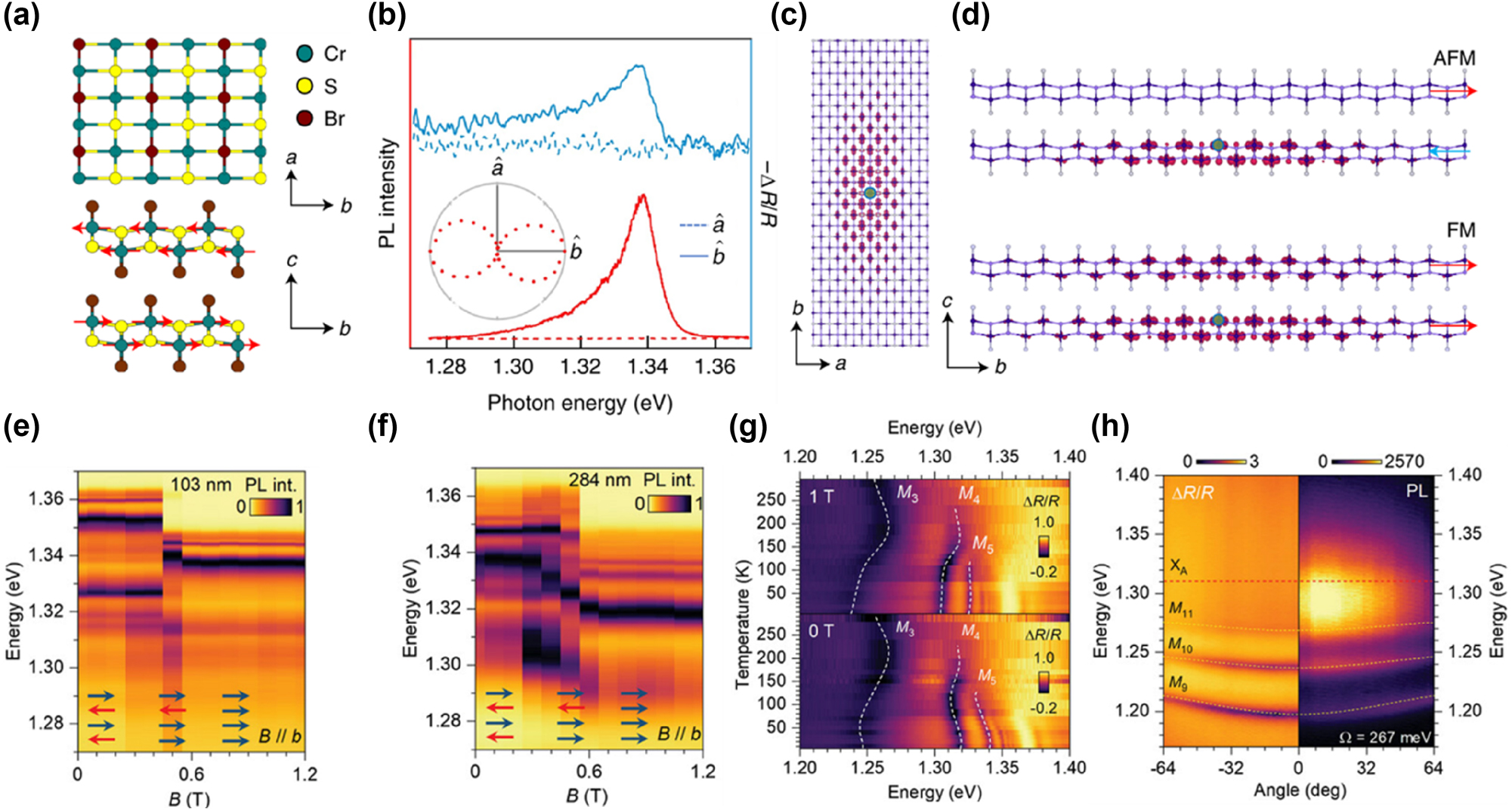 Figure 11: 
The properties and special EP characteristics of a novel 2D magnetic vdW material, chromium sulfide bromide (CrSBr). (a) The crystal and magnetic structures of CrSBr. The top image is a top view of a single CrSBr layer, depicting the 2D layered structure of the material, while the bottom image is a side view of a bilayer CrSBr, where red arrows represent the interlayer antiferromagnetic (AFM) order. (b) The differential reflectance spectra (blue) and PL spectra (red) of bilayer CrSBr with light polarized along the b-axis (solid lines) and a-axis (dashed lines). (c) Top view of the real-space wavefunction of the lowest-energy exciton in CrSBr bilayer. (d) The side view of the exciton wavefunction in the AFM bilayer (top) and ferromagnetic (FM) bilayer (bottom) state. Panel (a–d): reproduced from ref. [179]. Copyright 2021, Springer Nature. (e, f) The normalized 2D colored PL spectra of the 103 nm-thick (e) and 284 nm-thick (f) CrSBr crystals at 10 K under a magnetic field (B) ranging from 0 to 1.2 T. (g) The 2D reflectance spectra of the 354 nm-thick CrSBr crystal under 0 T (bottom panel) and 1 T (top panel) magnetic fields. (h) Angle-resolved reflectance and angle-resolved PL map at 298 K of the 1,260 nm-thick CrSBr crystal. Panel (e–h): reproduced from ref. [31]. Copyright 2024, Wiley-VCH.
