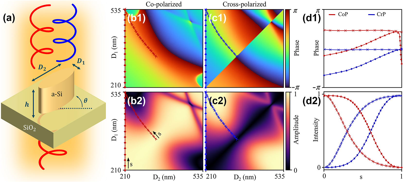 Figure 2: 
Meta-atom design. (a) Unit cell of the metasurface: λ = 1.55 μm, substrate SiO2 (n = 1.444), elliptical a-Si meta-atoms (nSi = 3.505), height h = 800 nm, array pitch P = 650 nm. Bidimensional library of elliptical meta-atoms: CoP phase (b1) and amplitude (b2), CrP phase (c1) and amplitude (c2). The cross curve depicts the phase iso-curves of ξ ≈ − 1.65 rad, and the diamond line represents a slice with fixed D2 = 210 nm and free D1. The corresponding phases and intensities for different trajectories in the parametric space are plotted in (d1) and (d2) respectively as a function of an arbitrary parametrization variable s (D1 = D1(s), D2 = D2(s)), where the blue colour represents CrP waves and the red colour represents CoP components.
