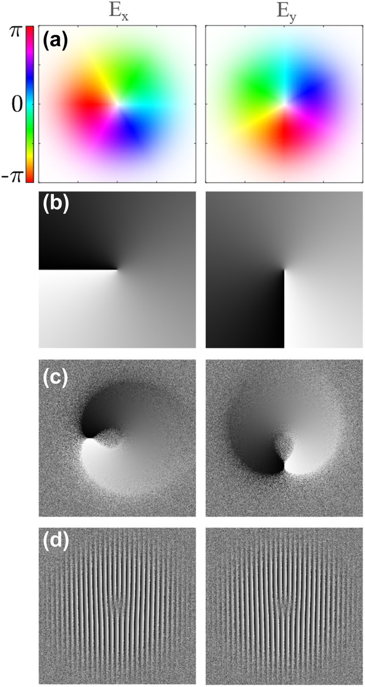 Figure 2: 
Hologram generation process at each step for the separate orthogonal polarization components of an ARPB with ψ = π/2: E

x
(left), and E

y
(right); (a) calculated phase and amplitude of ARPB components; (b) conversion of phase to grayscale; (c) addition of amplitude modulation; (d) addition of a blazed grating. The final holograms (d) are displayed on the orthogonal SLMs to shape the beams immediately followed by recombination using a polarized beam splitter to create the final complex wave.
