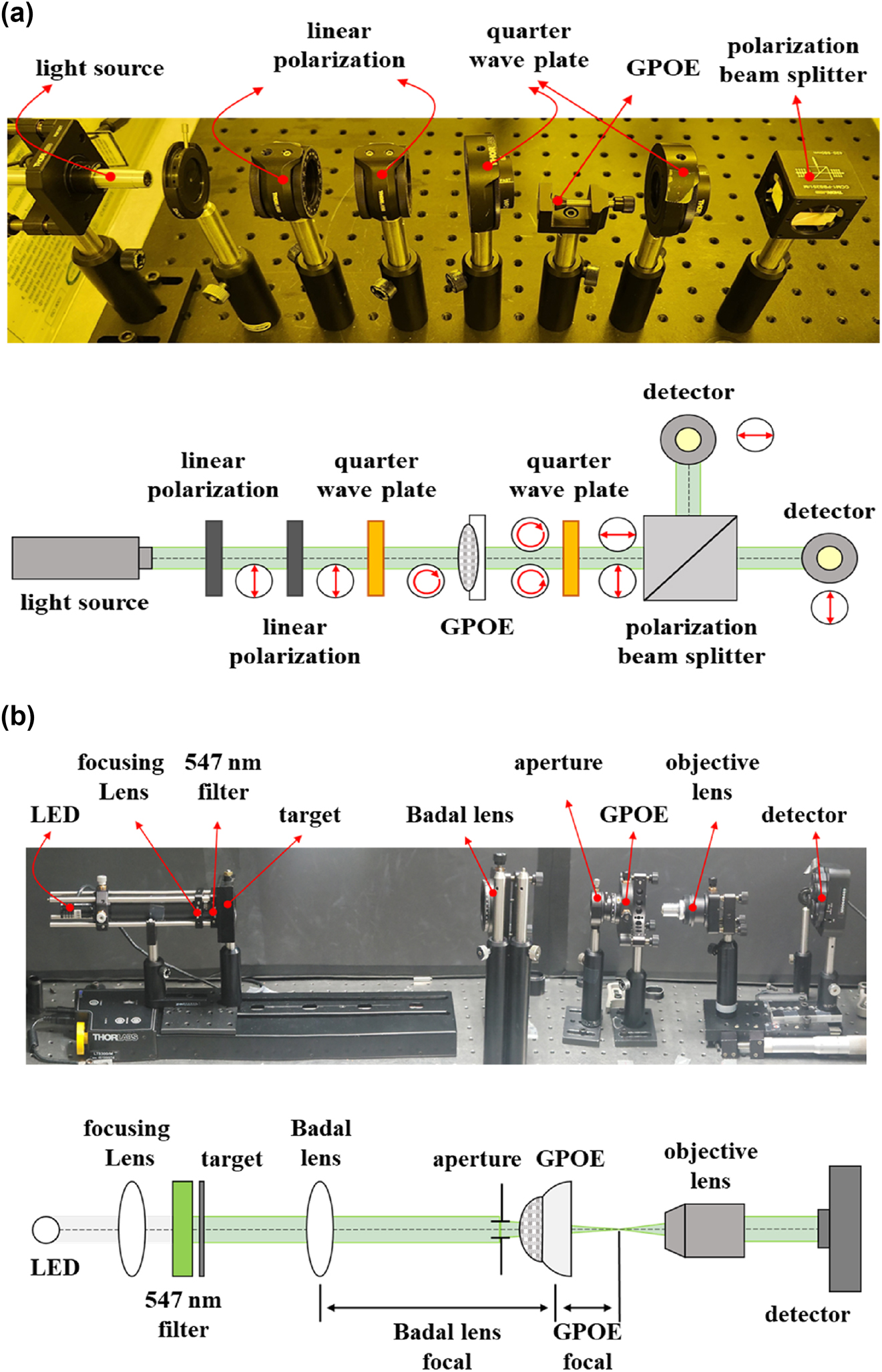Figure 3:
GPOE characteristic measurement system. (a) Polarization convention efficiency measurement. (b) Lens performance measurement of multifocal GPOE.