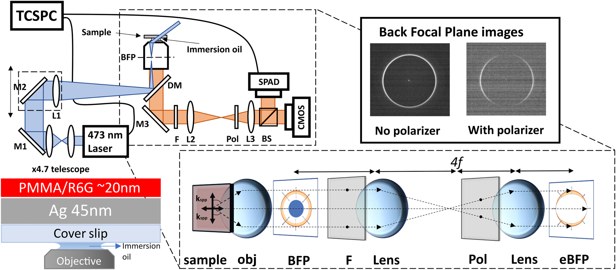 Figure 2:
Schematic representation of experimental setup using TIRF excitation of polaritonic modes. The inset shows image formation at back focal plane (BFP) of coupled R6G sample. The investigated CS/Ag/PMMA-R6G sample structure and excitation configuration is shown at the bottom left.