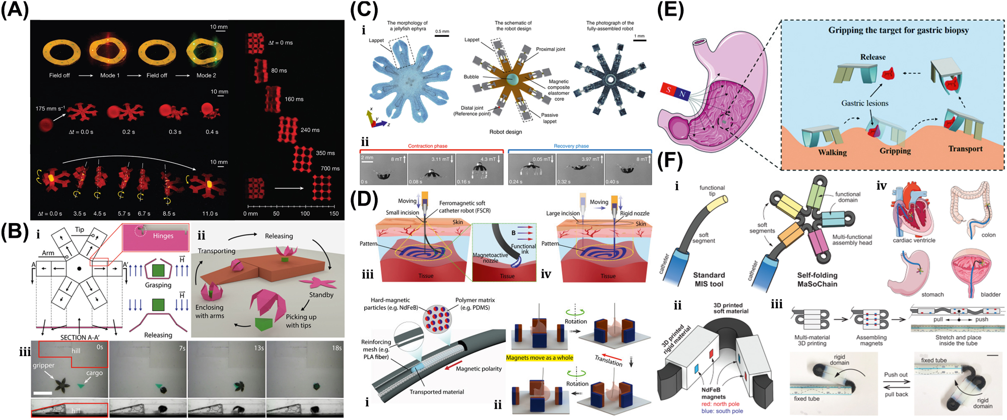Figure 4: 
Magnetic field–driven soft bots. (A) Locomotion of hexapedal structure under a rotating magnetic field through a permanent magnet. Reproduced with copyright permission from [73]. (B) (i) Schematic, magnetization profile, and principle mechanism of a magnetic microgripper. (ii) Cargo transportation task. (iii) Cargo transportation in silicone oil environment. Reproduced with copyright permission from [74]. (C) (i) Schematic of jellyfish-inspired soft magnetic microrobot made of magnetic elastomer composites. (ii) Microrobot locomotion in the contraction and recovery phase. Reproduced with copyright permission from [75]. (D) (i) Bioprinted ferromagnetic soft catheter robot inside the human body through small incisions. (ii) Comparison of traditional printing systems with rigid nozzles and a soft polymer matrix with hard-magnetic particles and polylactide mesh. (iii) FSCR fabrication overview. (iv) Translational and rotational motion using four permanent magnets. Reproduced with copyright permission from [76]. (E) Conceptual model of magnetically actuated quadruped soft bionic microrobot locomotion includes walking, gripping, and transport in gastric biopsy. Reproduced with copyright permission from [149]. (F) (i) Self-folding catheter tool using MaSoChain. (ii) Fabrication and components of MaSoChain. (iii) Push out and pull back mechanism of the MaSoChain inside the sheathing tube. (iv) Demonstration of MaSoChain folding in the human body, such as heart ventricles, colon, stomach, and bladder. Reproduced with copyright permission from [77].

