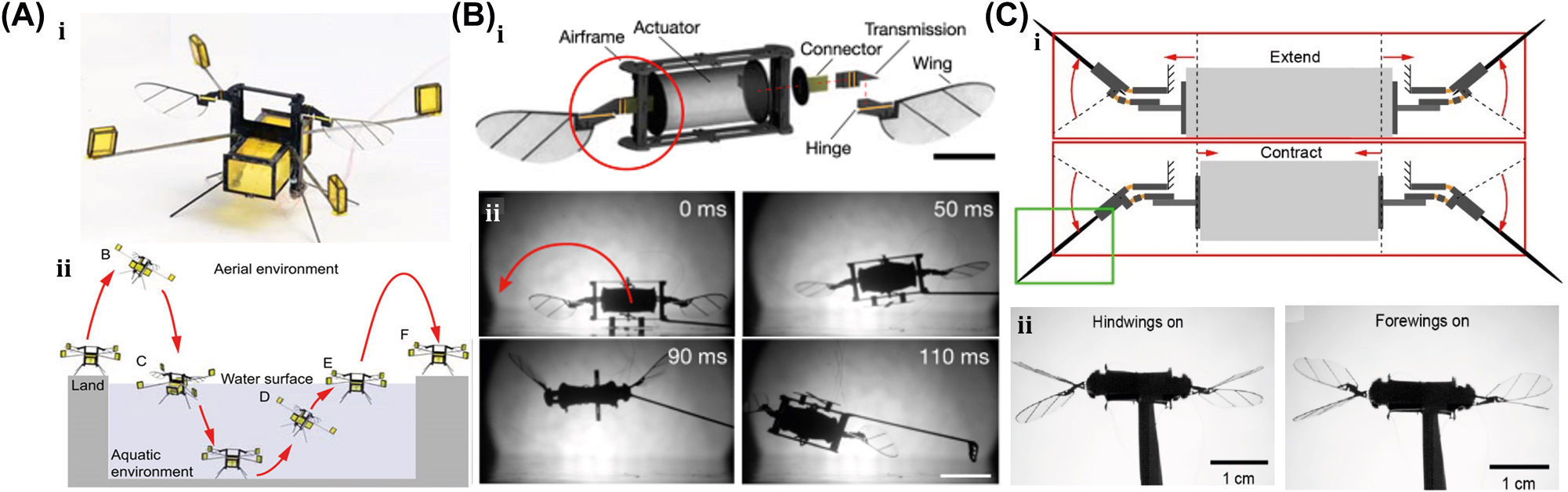Figure 5: 
Electrically actuated soft bots. (A) (i) Schematic of a hybrid aquatic and aerial multimodal miniature-scale robot. (ii) Demonstration of robot locomotion, such as aerial hovering, air-to-water transition, swimming, water-to-air transition, impulsive take off, and landing. Reproduced with copyright permission from [78]. (B) (i) A CAD model of a flapping-wing robot, driven by a DEA. (ii) The unstable lift-off of a 155-mg robot driven by one DEA, which flips upside down due to unstable body pitch rotation. Reproduced with copyright permission from [80]. (C) (i) The perspective view of a flying insect-inspired miniature robot using two DEAs. (ii) Independent motion of two DEAs in either forewings or hindwings on condition. Reproduced with copyright permission from [81].
