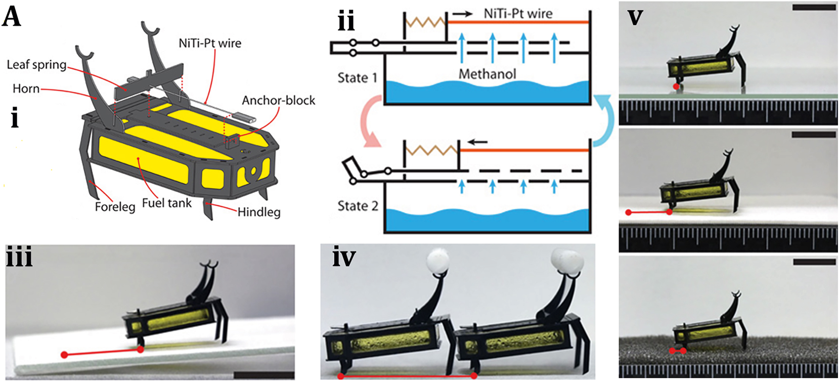 Figure 7: 
Chemical reaction driven soft bots. (A) (i) Exploded view of the RoBeetle’s assembly. (ii) Schematic diagram of robotic actuation mechanism. (iii) Crawling on the sliding surface. (iv) Crawling with payloads. (v) Crawling on glass, pacopad, and polyurethane charcoal foam surfaces. Reproduced with copyright permission from [82].
