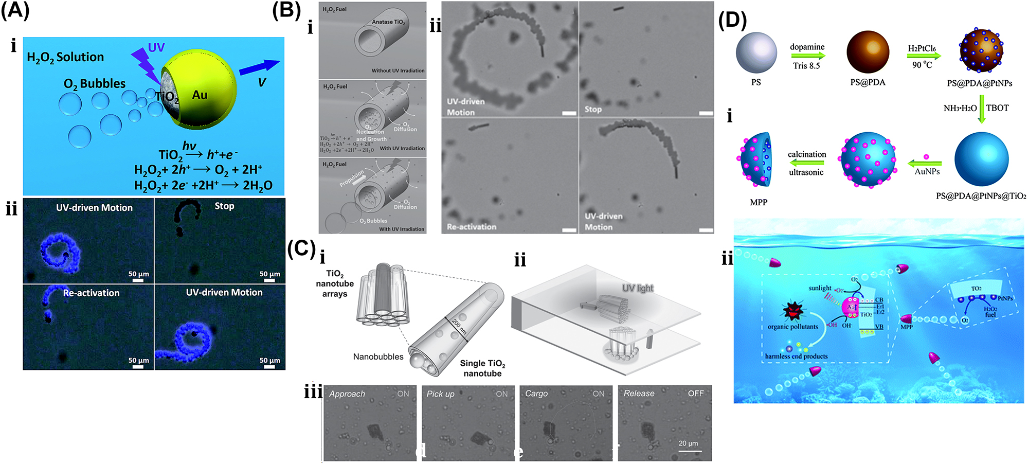 Figure 17: 
Bubble jet techniques. Bubble jet techniques. (A) (i) Schematic of amorphous TiO2/Au Janus micromotor in H2O2 solution under UV light. (ii) TiO2/Au Janus micromotor motion trajectories under the presence or absence of UV light. Reproduced with copyright permission from [134]. (B) (i) Mechanism of TiO2 tubular micromotor under UV light. (ii) UV light impact on micromotor motion. Reproduced with copyright permission from [135]. (C) (i) Microarray of TiO2 nanotubes. (ii) Lateral and transverse motion of TiO2 nanotubes microarray. (iii) UV light assisted TiO2 nanotube microarray for the transportation and cargo loading. Reproduced with copyright permission from [136]. (D) Gold nanoparticles and TiO2 half shell microrobot for wastewater treatment in anaerobic conditions. Reproduced with copyright permission from [137].
