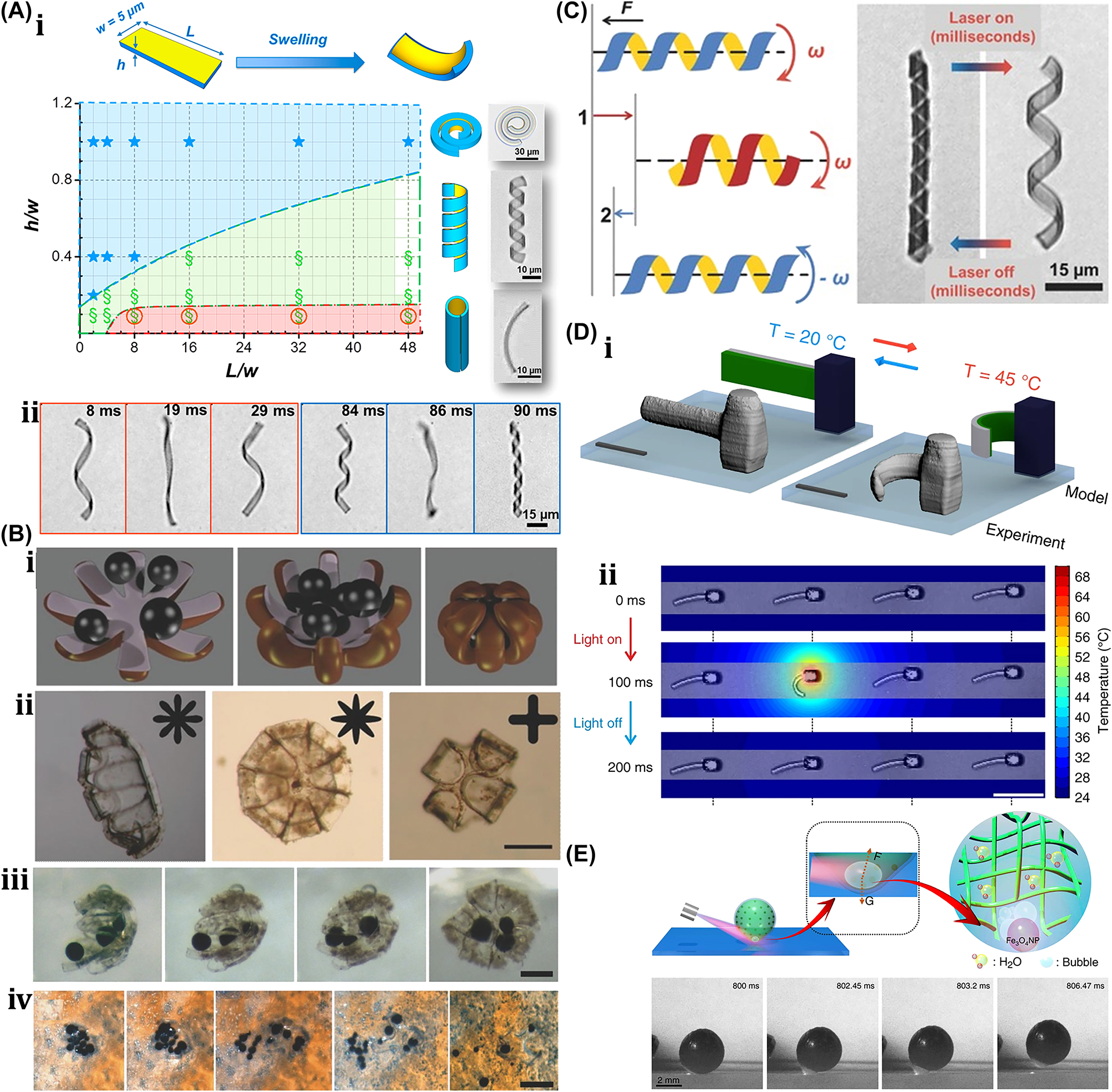 Figure 21: 
Photothermal-induced hydrogel microrobots. (A) (i) Double layer hydrogel band in various shape. (ii) Shape unwinding and reversal. Reproduced with copyright permission from [21]. (B) (i) Schematic of hydrogel based self-folding microrobot for drug delivery. (ii) Various shape of hydrogel-based self-folding microrobot. (iii) Grabbing and releasing of magnetic alginate particles. Reproduced with copyright permission from [22]. (C) Hydrogel-based microswimmer motion in the laser light exposure. Reproduced with copyright permission from [24]. (D) (i) Thermo-responsive behavior of hydrogel made 3D heterostructure microbeam. (ii) Actuation of hydrogel heterostructure microbeam under laser light exposure. Reproduced with copyright permission from [25]. (E) Excitation of hydrogel microvalve in response to laser light exposure. Reproduced with copyright permission from [27].
