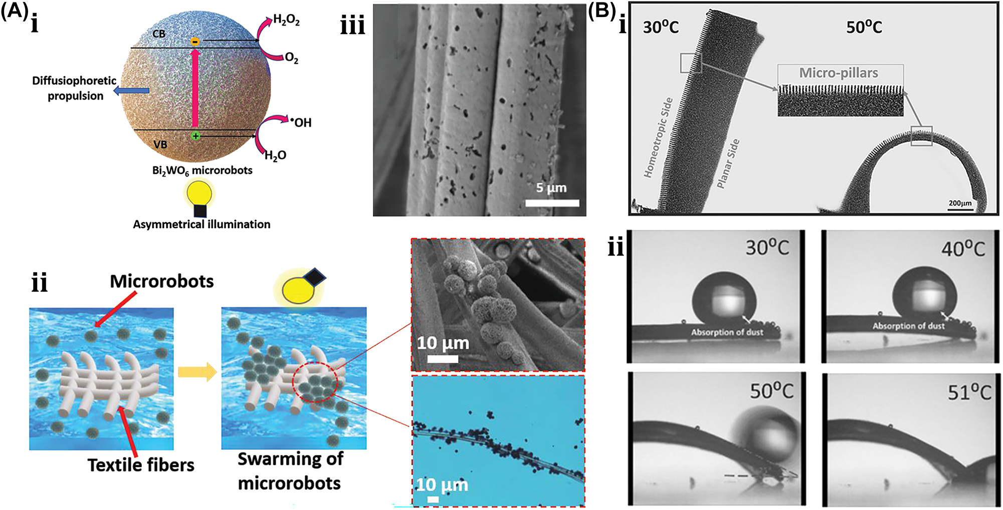 Figure 25: 
Environmental restoration and surface cleaning. (A) (i) Bi2WO6 perovskite material microrobot as a textile degradation. (ii) Operation mechanism of textile degradation with microrobots. (iii) SEM image of damaged surface of textile. Reproduced with copyright permission from [174]. (B) (i) LCE film deformation under thermal stimulation. (ii) Self-cleaning with the demonstration of glycerol droplet motion on the micropatterned LCE film due to thermal induced curvature. Reproduced with copyright permission from [12].
