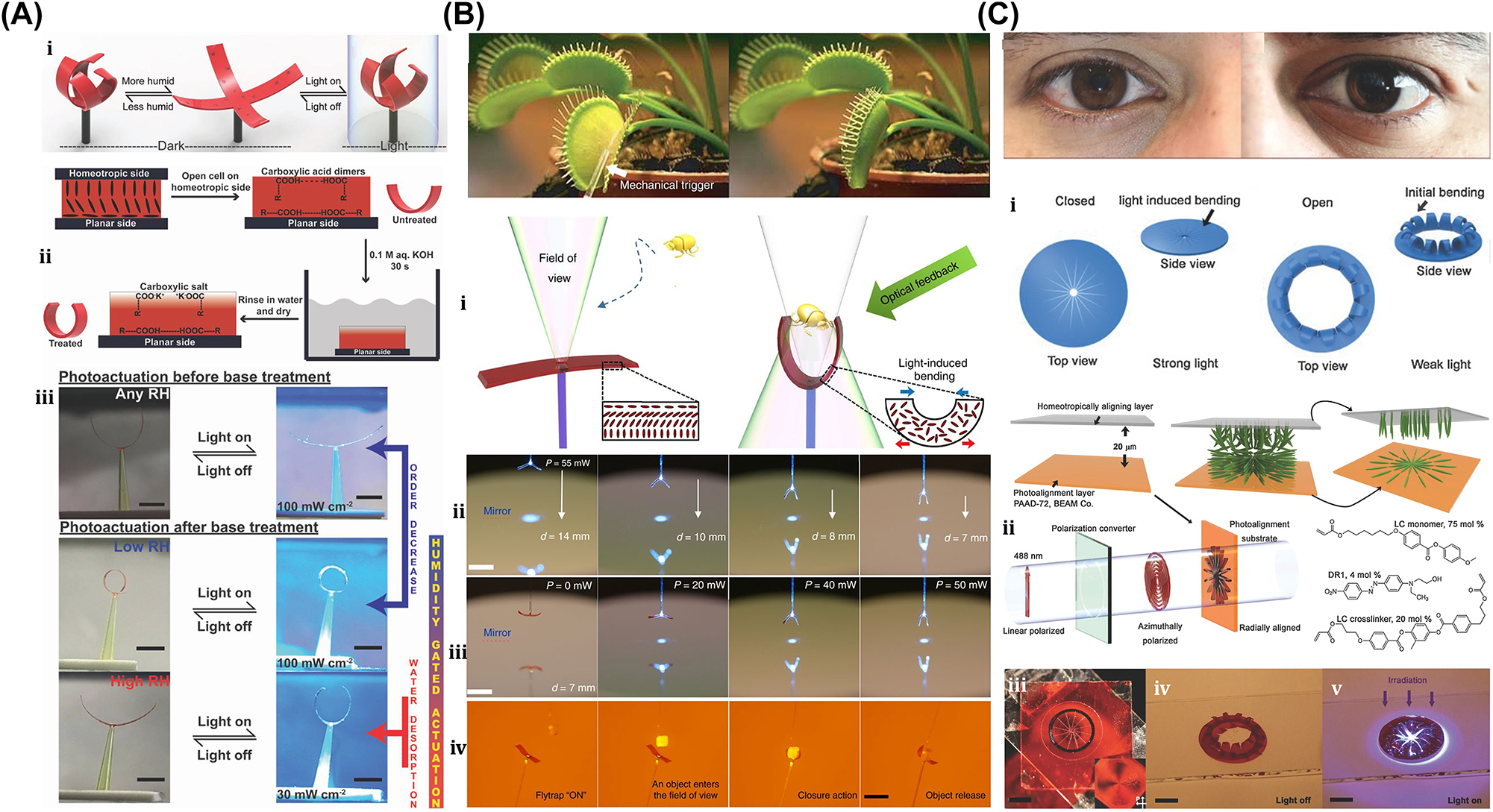 Figure 26: 
Bionic technology. (A) (i) LCN band–based artificial nocturnal flower. (ii) Alkaline solution treatment of LCN band for the humidity sensitivity. (iii) LCN band actuation before and after based treatment in the presence of light. Reproduced with copyright permission from [13]. (B) (i) Principle mechanism of bioinspired flytrap made by LCE. (ii–iii) Flytrap experimental demonstration. (iv) Object capture and release through flytrap with the feedback of light. Reproduced with copyright permission from [14]. (C) (i) Human eye and conceptual mechanism of artificial iris. (ii) Iris fabrication steps. (iii–v) Iris opening or closing demonstration in the dark or light illumination respectively. Reproduced with copyright permission from [15].
