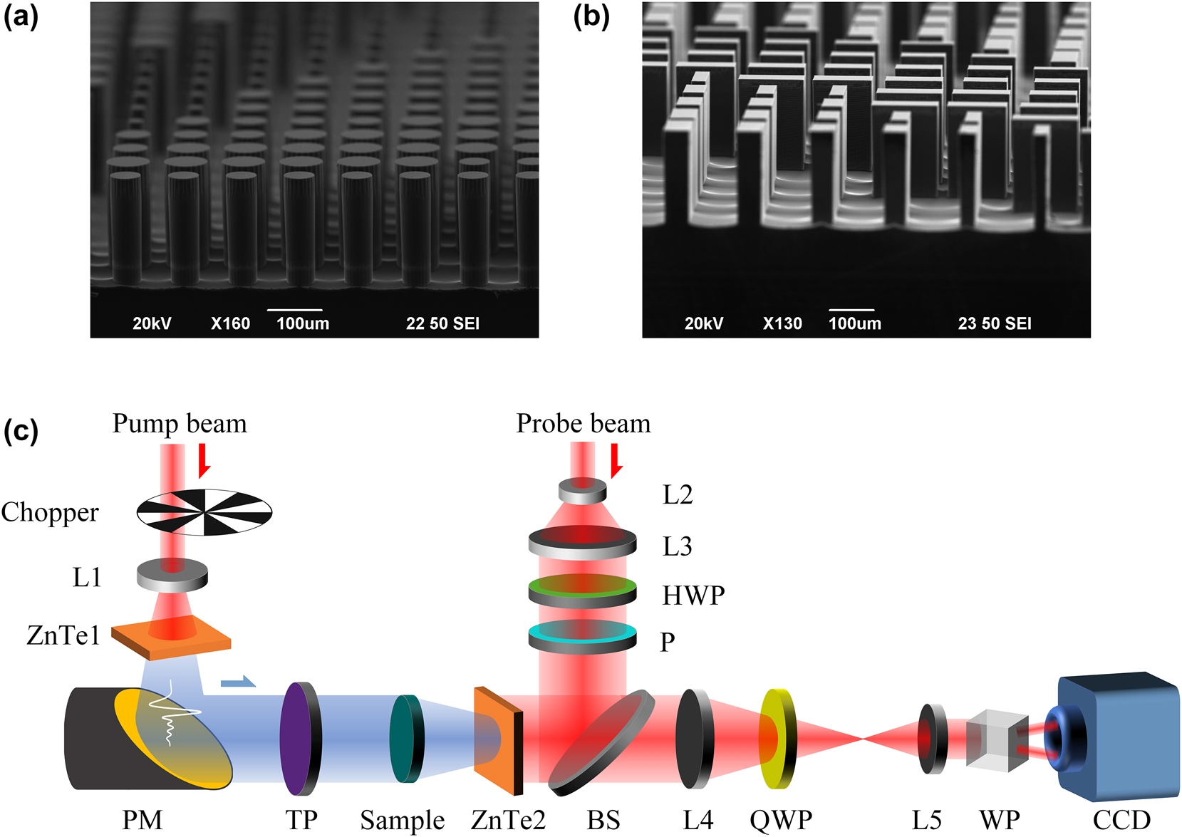 Figure 3:
SEM images of fabricated samples and experimental setup. (a), (b) SEM images of a part of the fabricated meta1 and meta2. (c) Schematics of the THz focal-plane imaging system. (L – lens; PM – parabolic mirror; TP – THz polarizer; HWP – half wave plate; P – polarizer; BS – beam splitter; QWP – quarter-wave plate; WP, Wollaston prism; CCD – charge coupled device).