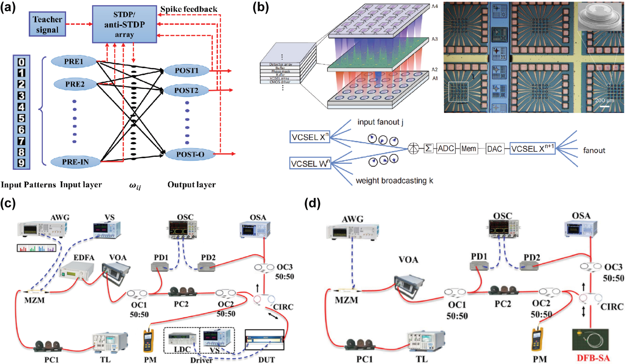 Figure 6: 
Lasers: (a) Theoretical analysis of the all-optical SNN using VCSELs [59]. (b) VCSEL-based all-optical SNN for supervised learning [40]. (c) FP-SA neuron chip for hardware-algorithm collaborative computing in SNN [61]. (d) Experimental demonstration of a photonic integrated spiking neuron using a DFB-SA laser [60]. (a) is reprinted from Ref. [59], with permission. Copyright 2024 IEEE; (b) is reprinted from Ref. [40], with permission. Copyright 2024 Nature; (c) is reprinted from Ref. [61], under the terms of the Open Access Publishing Agreement; (d) is reprinted from Ref. [60], under the terms of the Open Access Publishing Agreement.
