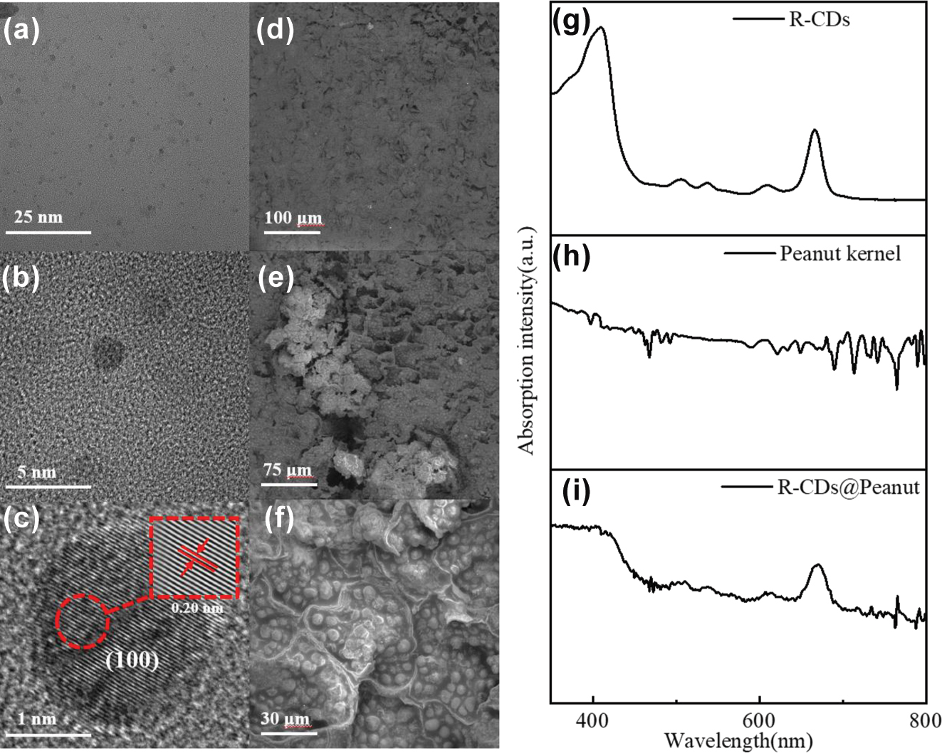 Figure 1: 
Structure and UV–Vis absorption characterization of R-CDs and R-CDs@Peanut. (a) TEM image of R-CDs on a carbon support grid. (b) and (c) HRTEM images of R-CDs. (d)–(f) SEM micrographs of R-CDs@Peanut at different magnifications. (g)–(i) UV–Vis absorption spectra of R-CDs in ethanol solution, R-CDs@Peanut, and peanut kernel.
