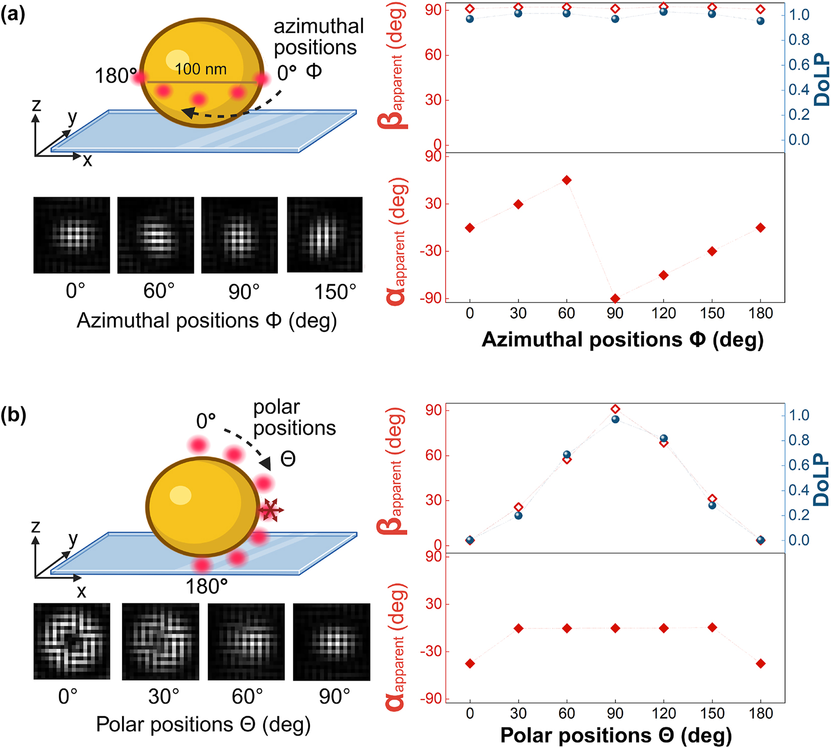 Figure 2: 
Simulated point spread functions on the polarization camera for the emission of a freely rotating dipole emitter (emission at 675 nm) near a gold nanosphere in water, captured with a 1.49 NA oil immersion objective lens. (a) Simulated point spread functions for dipoles positioned at different azimuthal angles (ϕ) around the equator of a 100 nm gold nanosphere on a glass substrate. The in-plane polarization angle (α
apparent) follows ϕ, while the out-of-plane angle (β
apparent) remains approximately 90°. The degree of linear polarization (DoLP) is consistently high. (b) Simulated point spread functions for dipoles placed at different polar angles (θ) from the north to south pole of the nanosphere. Here, β
apparent aligns with θ, while α
apparent remains 0° except at the poles, where it is undefined. The DoLP varies between 0 and 1, reflecting the transition from out-of-plane to in-plane emission at the equator. The scale bar (200 nm) applies to all PSFs, while dotted lines show the expected values.
