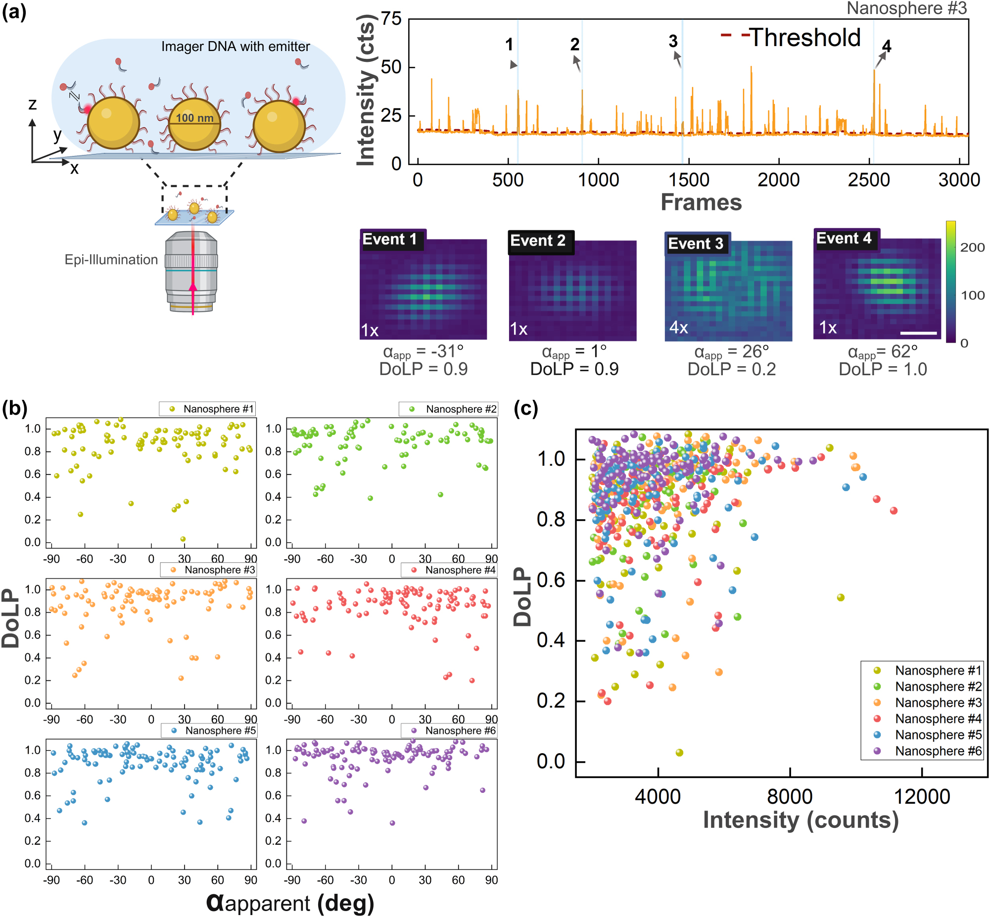 Figure 3: 
DNA-PAINT experiment on single gold nanospheres. (a) Schematic of a gold nanosphere sample on a glass substrate excited with an epi-illumination fluorescence microscope. Fluorescent intensity time traces are recorded at 10 frames per second, showing bursts with an event typically lasting for 10 frames. Each fluorescent event, averaged over all frames above the threshold, provides a polarized PSF image. Four example events with the extracted α and DoLP indicate single-emitter binding to a particle at different locations. Scale bar of 200 nm applies to all PSFs. (b) Scatter plot of DoLP and α
apparent for fluorescence events on six single nanospheres. (c) DoLP as a function of integrated fluorescence intensity showing that brighter events exhibit a higher DoLP because they occur at the equator of the particle.
