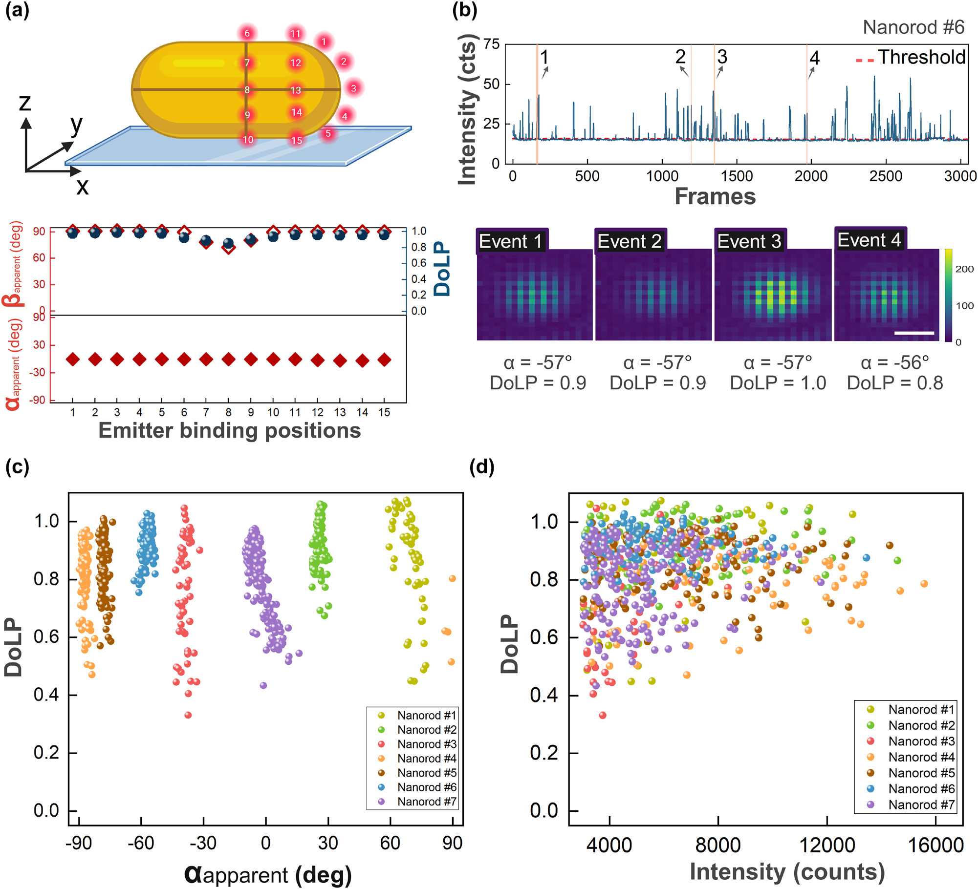 Figure 4: 
Polarized emission from freely rotating emitters interacting with single nanorods (average diameter 40 nm diameter, average LSPR 700 nm). (a) Simulations of emitters (675 nm emission) were performed at 15 different positions relative to the nanorods. The angles α
apparent and β
apparent, as well as DoLP were extracted from the simulated PSFs. (b) Intensity time trace from a DNA-PAINT experiment on single gold nanorods, together with four PSFs extracted by averaging all photons within a single binding event. Scale bar 200 nm. (c) Correlation between α
apparent and DoLP for 7 individual nanorods. (d) Correlation between DoLP and event intensity (total camera counts per event) for the same 7 particles.
