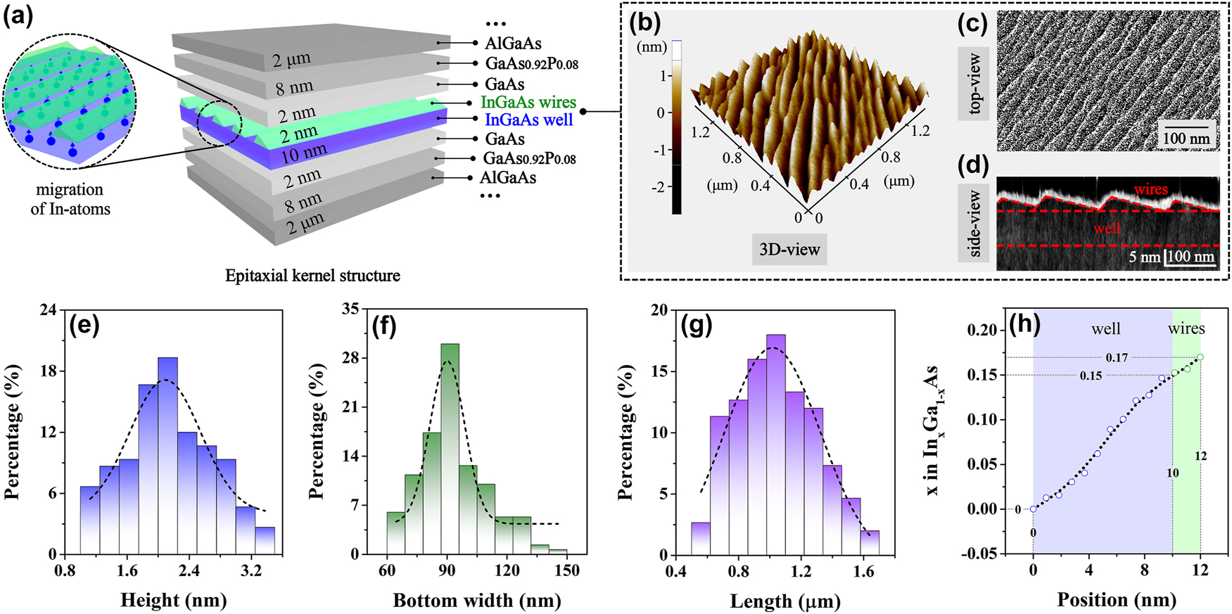 Figure 1: 
Material structure and characterization. (a) Schematic diagram of the structural characteristics of the fabricated gradient quantum structure. (b) The 3D-view, (c) top-view, and (d) side-view of on-well nanowires based on AFM, SEM, and X-TEM characterizations, respectively. Histograms of the (e) height (blue pillars), (f) bottom width (green pillars), and (g) length (purple pillars) distributions and corresponding Gaussian fitting curves (black dashed lines) of InGaAs nanowires by measuring 150 wires at random. (h) Profile of In-content in the nanowire–well structure obtained from the XPS measurement.
