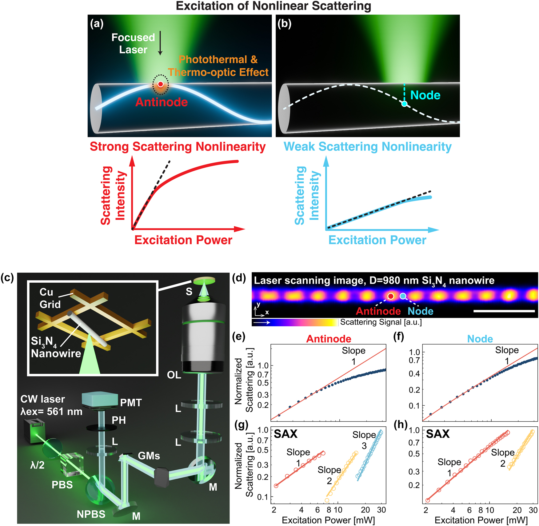 Figure 2: 
Measurements of the nonlinear scattering response from Si3N4 nanowire. (a, b) Si3N4 nanowire illuminated with the focused laser light at the antinode (a) and node (b) points, leading to the expectation of strong and weak scattering nonlinear responses, respectively. (c) Optical setup for laser scanning scattering microscopy and sample setup (CW: continuous-wave, λ/2: half-wave plate, PBS: polarizing beam splitter, NPBS: non-polarizing beam splitter, M: mirror, GMs: two-axis galvanometer mirrors, L: lens, OL: objective lens, S: sample, PH: pinhole, PMT: photomultiplier tube. (d) Laser scanning image of Si3N4 nanowire with a diameter of 980 nm. The excitation power is 5.5 mW at the sample. The scan speed is 0.79 frame/s. The scale bar is 5 μm. The red and blue dots indicate the antinode and the node points of signal distribution, respectively. (e, f) The relationships between the excitation power and experimentally measured scattering signals at the antinode (e) and the node (f), respectively. The solid red line indicates the linear slope. (g, h) The nonlinear scattering signal extracted by applying SAX microscopy, for the antinode (g) and the node (h) locations. Red, yellow, and blue plots are linear, 2nd-order, and 3rd-order scattering signals extracted from (e, f), respectively.

