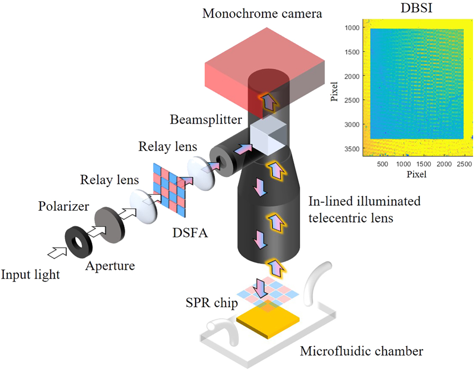 Figure 3: 
Schematic of the experimental setup integrating the DSFA and a monochrome image sensor. Both the incident angles of the checkerboard-like excitation and the collection angles of the reflected SPR signals are restricted by the telecentric lens.
