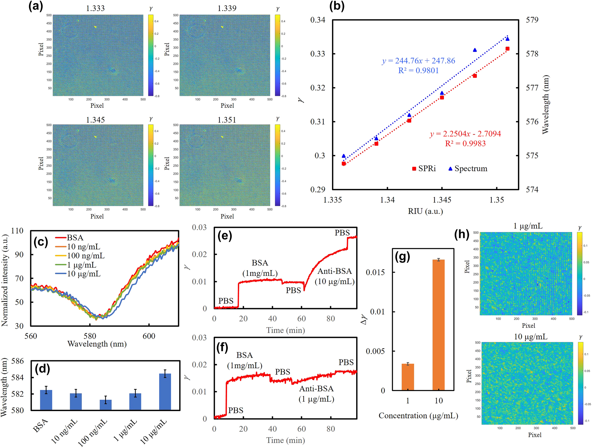 Figure 5: 
Real-time SPRi and refractive index response using spectral-shift and γ analysis. (a) Four SPRi images at refractive indices from 1.333 to 1.351. (b) Comparison of refractive index sensitivities using spectral-shift and γ analyses. The corresponding linear fittings as dotted lines; x as refractive index and y as γ, respectively. (c) Spectral shifts during bio-interaction between BSA and anti-BSA. Unlabeled concentrations correspond to anti-BSA. (d) Wavelengths of SPR dips at different interaction steps. Dynamic average γ during binding with (e) 10 μg/mL and (f) 1 μg/mL anti-BSA. (g) Bar chart of γ differences after PBS washing steps at different anti-BSA concentrations. (h) SPRi differences between the two stabilized PBS states before and after the 1 μg/mL and 10 μg/mL anti-BSA processes.

