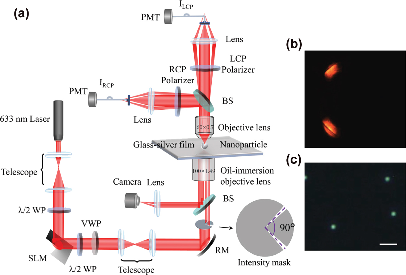 Figure 2: 
Key elements for the experiments. (a) The diagram of the experimental setup for characterizing the spin distribution in a surface plasmon vortex. (b) Back focal plane image of the reflected beam from the oil-immersion objective lens, where the dark-line indicates the excitation of SPPs at the air-gold interface. (c) Dark field image of the isolated PS nanospheres immobilized on the gold film. The scale bar represents 1 μm. SLM: Spatial light modulator, λ/2 WP: Half-wave plate, VWP: vortex wave plate, RM: reflect mirror, BS: beam splitter (non-polarizing), PMT: photo-multiplier tube.
