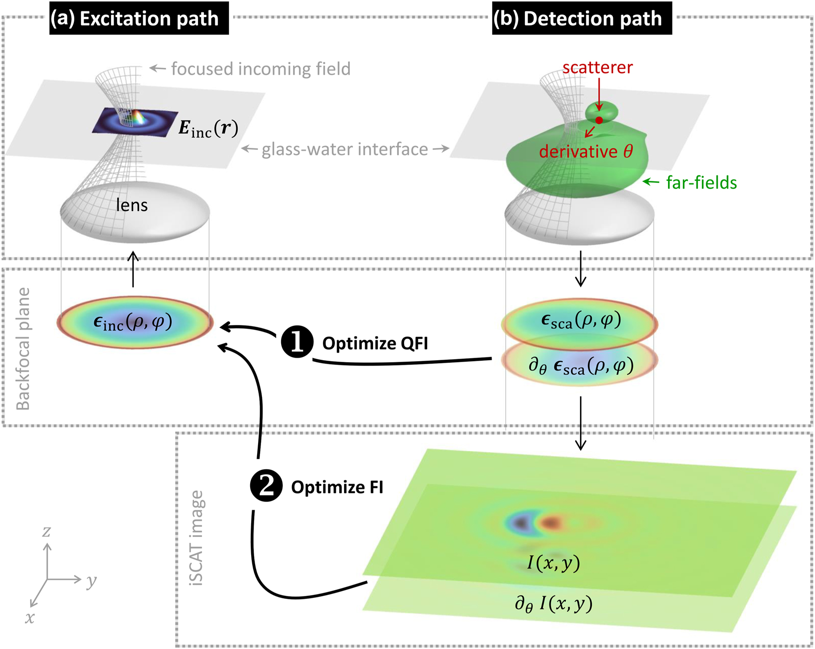 Figure 1: 
Schematics of optimization of Fisher information (FI) and quantum Fisher information (QFI) in coherence scattering microscopies. The objective of the optimization is to obtain the best localization in (1) any type of coherence microscopy and (2) interferometric scattering microscopy (iscat). (a) An incoming field 
ϵ
inc propagating along +z in the backfocal plane is focused onto a glass–water interface. (b) A particle located on top or above the interface scatters light (see far-field pattern), which is collected by the same lens and transformed to a backfocal scattered field 
ϵ
sca propagating along −z. Together with the incoming fields reflected at the glass–water interface (reference fields), the superimposed fields form the iscat image 


I

(

x
,
y

)


$\mathcal{I}(x,y)$


. (1) The variation of the scattered backfocal fields ∂
θ

ϵ
sca with respect to an estimation parameter θ, here the particle position along x, allows to compute the quantum Fisher information and to optimize the incoming fields 
ϵ
inc. (2) Similarly, the variation of the iscat image 




∂


θ


I

(

x
,
y

)


${\partial }_{\theta }\mathcal{I}(x,y)$


 allows to compute the Fisher information and to obtain the optimized incoming fields for particle localization based on iscat. For details, see text.
