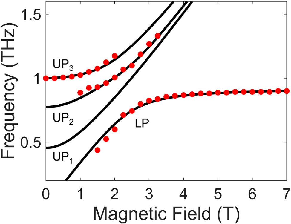 Figure 3: 
Theoretical analysis of the multimode coupled system. Theoretical polariton frequencies based on the multimode Hopfield model. Red dots are extracted peak frequencies from experiment.
