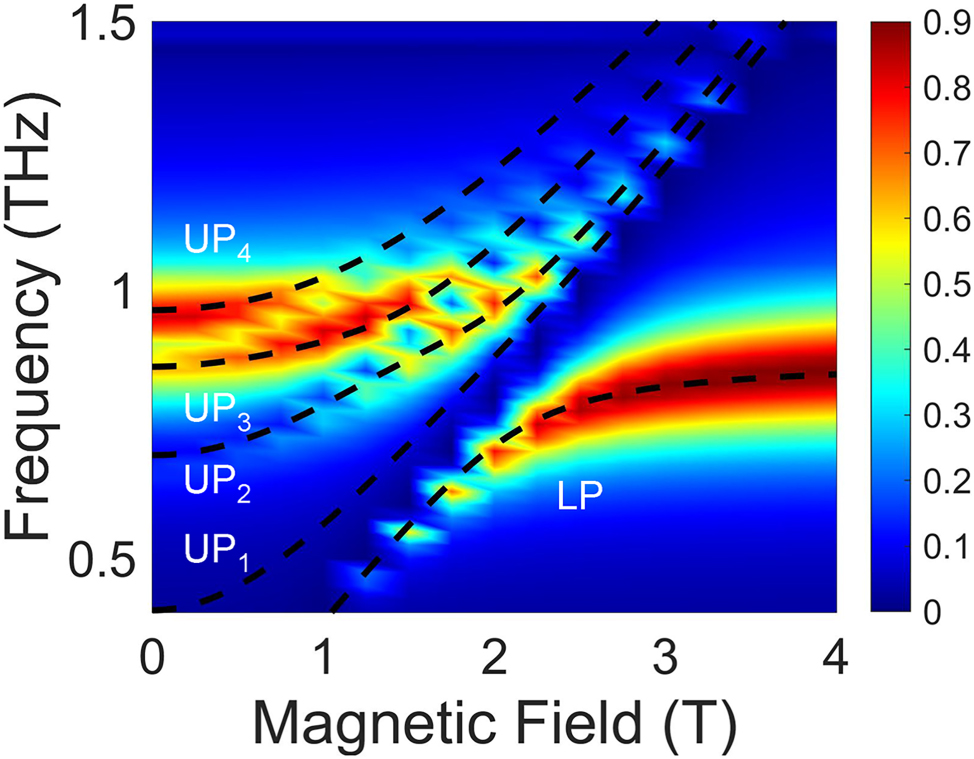 Figure 4: 
Finite-element simulation of the multimode coupled system. Simulated color map of transmittance as a function of frequency and magnetic field using COMSOL. The black dashed lines are theoretical fits to the polariton frequencies based on the multimode Hopfield model. An additional upper polariton mode, denoted UP4, appears due to the influence of the MP5 mode.
