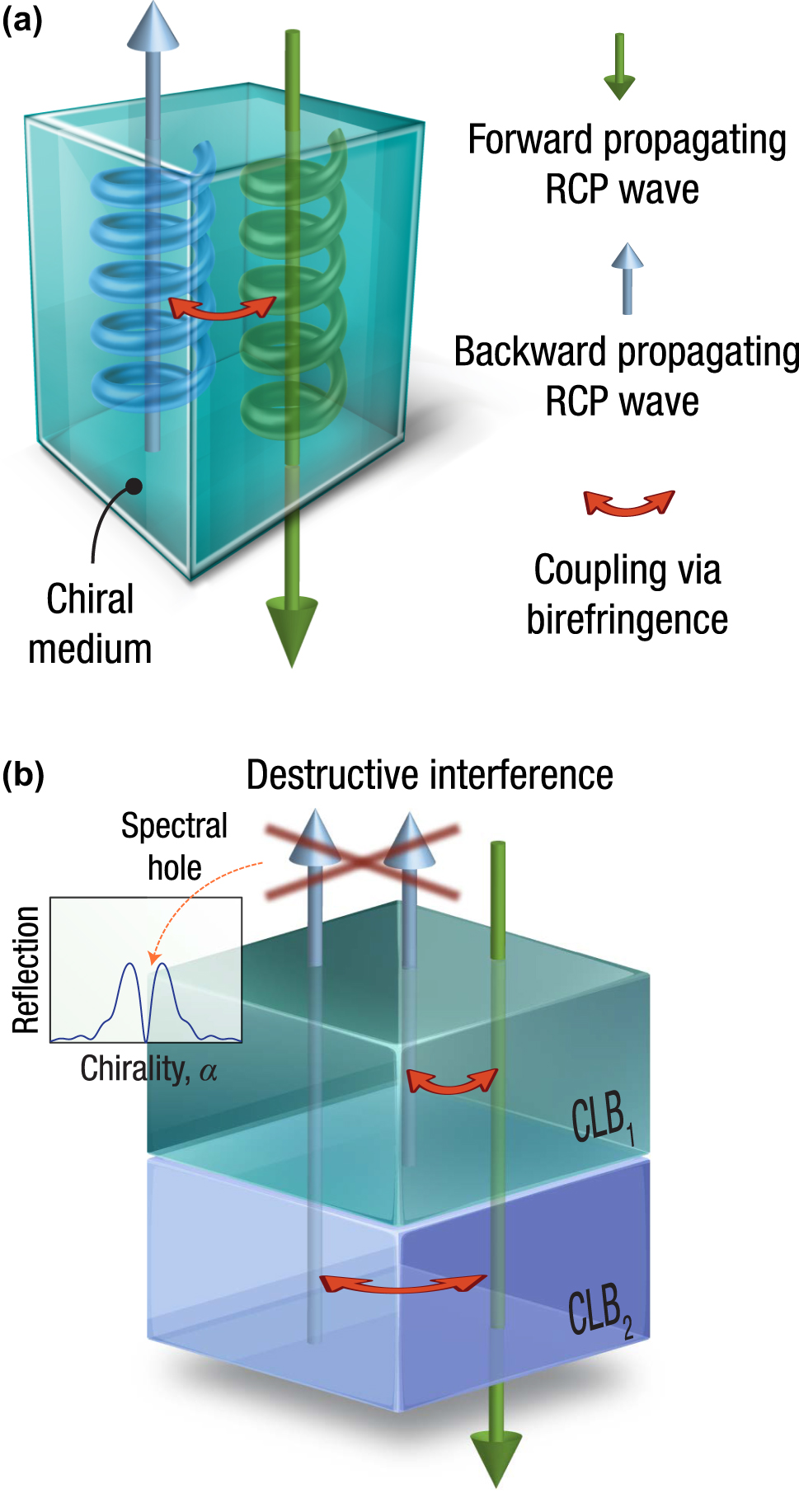 Figure 1: 
Chirality-induced reflection effects in birefringent media. (a) Interaction between forward- and backward-propagating circularly polarized waves in a chiral medium, mediated by linear birefringence, gives rise to the notion of a “grating-less grating” reported in Ref. [25]. (b) The structure under discussion consists of two uniform slabs of equal thickness, labeled CLB1 and CLB2, each exhibiting both circular birefringence and transverse dielectric anisotropy. Under corresponding preconditions, a slight mismatch in their average refractive indices leads to destructive interference between counter-propagating modes. This interference results in a reflection minimum that appears in the chirality domain, governed entirely by material parameter tuning rather than spatial periodicity. Since this response does not originate from a conventional resonance, the effect is not constrained by a narrow resonance bandwidth, but only by material dispersion.
