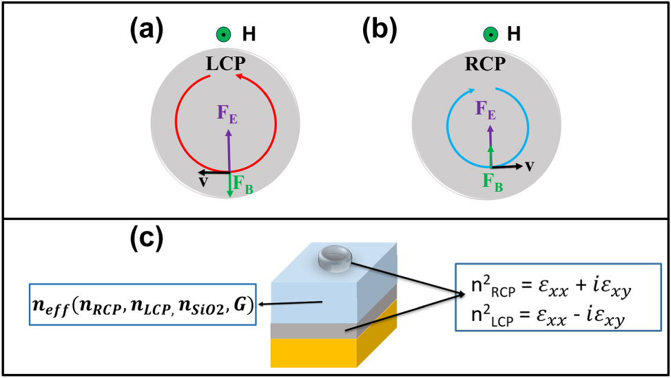 Figure 3: 
Principles of magneto-optics. (a) and (b) Illustration of the effects of the magnetic force F

B
 = q(v × B) with B = μ
0(H + M) and the electric force F

E
 = q
E (together constituting the Lorentz force) on an electron with velocity v associated with the oscillating electron density on the meta-atom surface in the presence of LCP and RCP light. (c) A Gires–Tournois cavity is used to enable multiple interactions between the Co elements and the incident light, thereby enhancing the magneto-optical Kerr effect (MOKE). The cavity also allows modulation of the MOKE response by altering boundary conditions and the effective refractive index, which depends on the cavity’s geometric factor (G) and the refractive indices of the constituent materials.
