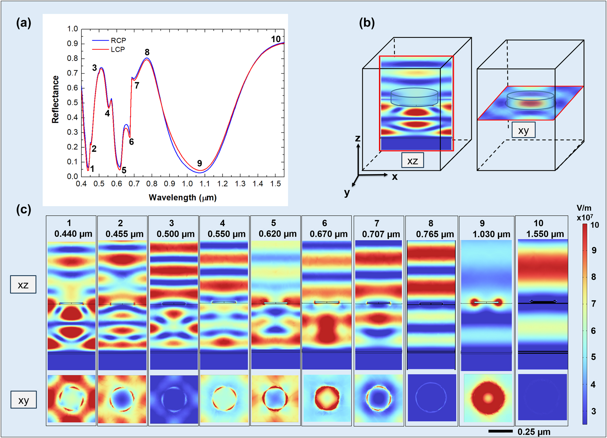 Figure 4: 
Analysis of resonant modes. Reflectance spectra for RCP (blue) and LCP (red) light (a), the position of the xz and xy plane with respect to the meta-atom structure (b), and the corresponding electric field intensity distributions for RCP light at the reflectance minima (c). The xz view shows the electric field amplitude distribution across a vertical plane passing through a meta-atom diameter; the xy view illustrates the intensity distribution on a plane in proximity to the disk-shaped meta-atom. All the graphs share the same color scale for the values of the electric field.

