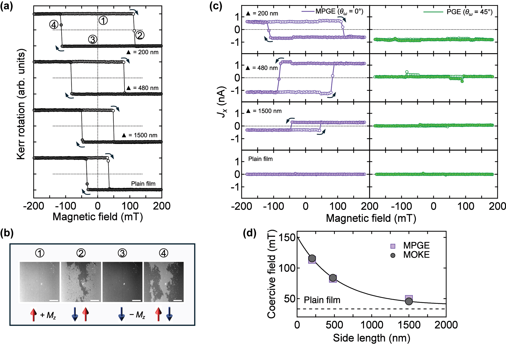 Figure 2: 
Magnetic characterization and photocurrent response of Co/Pt magnetic metamaterials. (a) Polar MOKE measurements show that the coercive field strongly depends on the nanostructure size, being largest for the 200 nm MM and smallest for the 1,500 nm MM, while all samples retain ferromagnetic behavior. (b) Representative magnetic domain images of the 200 nm MM (scale bar: 50 μm). Opposite domains appear only near the coercive field, whereas at zero field, the sample is in a single-domain state – the condition under which spin-polarized photocurrents were generated. Bright and dark contrasts correspond to up and down magnetizations, respectively. The bright dot at the center is a nonmagnetic defect on the surface. (c) Zero-bias photocurrent J

x
 as a function of external magnetic field for MPGE (left) and PGE (right), measured at normal incidence with linearly polarized 880 nm light. MPGE shows a strong field dependence, while the PGE contribution is essentially field-independent. No photocurrent is observed in the centrosymmetric plain film. (d) Comparison of coercive fields extracted from MOKE (closed circles) and MPGE (closed squares) measurements. Coercivity in MMs approaches that of the plain film (dotted line) as hole size increases; the line is a guide to the eye.
