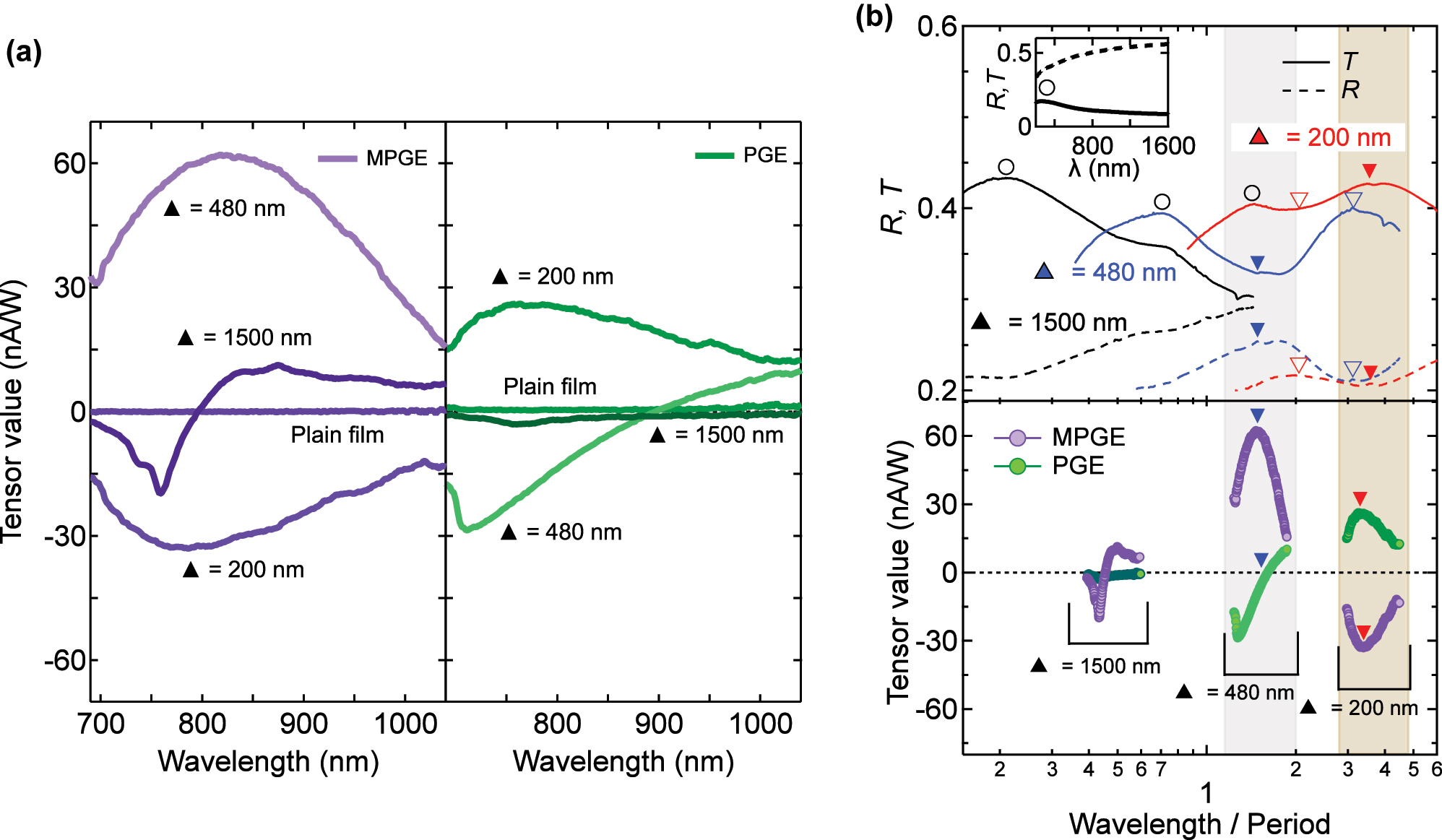 Figure 4: 
Wavelength dependence of MPGE and PGE tensors and their relation to optical spectra. (a) Dependence of β
MPGE (left) and β
PGE (right) on excitation wavelength for MMs with triangular side lengths of 200, 480, and 1,500 nm. In the 1,500 nm MM, MPGE vanishes near 800 nm, whereas PGE vanishes near 900 nm in the 480 nm MM. In contrast, the 200 nm MM retains both effects with opposite sign relative to the larger MMs. (b) Linear transmission (solid lines) and reflection (dotted lines) spectra normalized by lattice period (top). Corresponding normalized MPGE and PGE spectra (bottom) show that extrema and zero-crossings coincide with EOT-like features (closed triangles). Shaded areas serve as visual guides. Transmission peaks in the shorter-wavelength region (open circles) are present even in the plain film (inset), indicating that they are unrelated to the nanopatterned structure. The overlap between resonance features and photocurrent modulation highlights the key role of resonant optical coupling in tuning MPGE and PGE.
