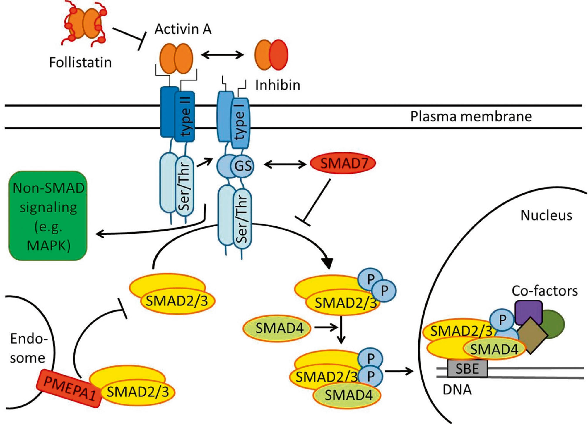 Abb. 1:  Schema der Activin-Signalwege. Ausmaß und Dauer der Wirkung von Activin werden auf mehreren Ebenen strikt kontrolliert (jeweils in Rot dargestellt). Dazu zählen auf der extrazellulären Seite Follistatin und Inhibin, im Zytosol SMAD7 und PMEPA1. Neben dem kanonischen Signalweg über SMAD-Proteine kann Activin auch auf andere Signalwege wie die MAP-Kinasen wirken. Weitere Erklärungen im Text. Abkürzungen: MAPK, mitogen activated protein kinase; PMEPA1, prostate transmembrane protein, androgen induced 1; SBE, SMAD-binding element.