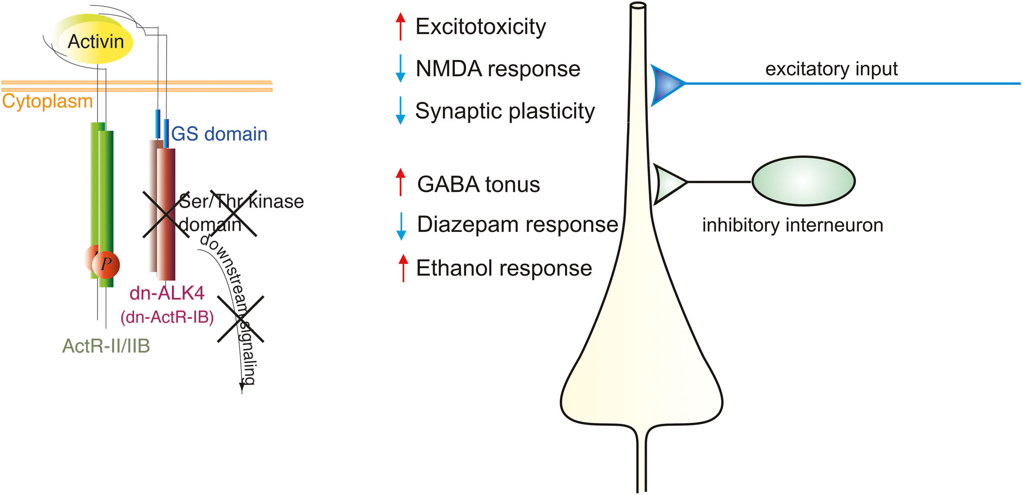 Abb. 2:  Einfluss von Activin auf die Physiologie und Pharmakologie von ZNS-Synapsen. Linkerhand ist der Activin-Rezeptorkomplex illustriert, der die dominant-negative Mutante des Activin-Rezeptors IB (dn-ActR-IB, auch als dn-ALK4 bezeichnet) enthält, bei dem die komplette Kinase-Domäne fehlt. Die Überexpression des mutanten Rezeptors blockiert den Activin-Signalweg. Die wichtigsten Folgen für die erregende und hemmende synaptische Übertragung sind rechterhand wiedergegeben. 