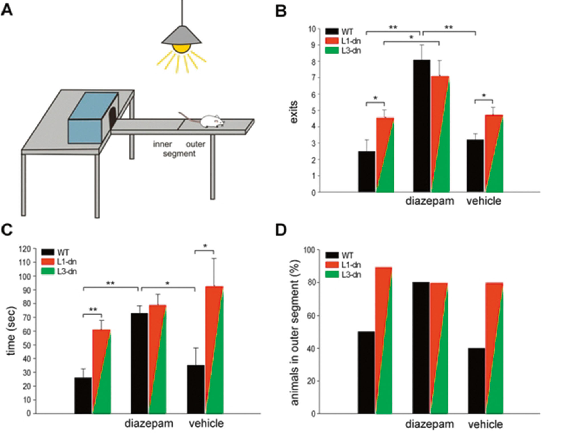 Abb. 3:  Blockade des Activin-Signalwegs vermindert spontanes Angstverhalten. A, Aufbau des Light-Dark-Exploration-Tests zur Untersuchung des Angstverhaltens von Mäusen. B-D, die Histogramme zeigen die Zahl der Exits der Mäuse aus der Box (B), die gesamten Exit-Zeit (C) und die Prozentzahl der Tiere, die das äußere Segment des Balkens betreten haben (D), jeweils über einen Zeitraum von 5 Minuten, für Kontrolltiere (WT, schwarze Säulen) und zwei dnActRIB-Mauslinien (L1-dn, L3-dn, rot-grüne Säulen), ohne Behandlung (linke Säulenpaare), mit Diazepam (mittlere Säulenpaare) bzw. reiner Trägersubstanz als Kontrolle (vehicle, rechte Säulenpaare). Die Befunde der beiden mutanten Mauslinien wurden zusammengefasst, da keine Unterschiede bestanden. * P < 0.05, ** P < 0.01 (nachgedruckt aus Zheng et al., 2009, mit freundlicher Genehmigung des Verlags).