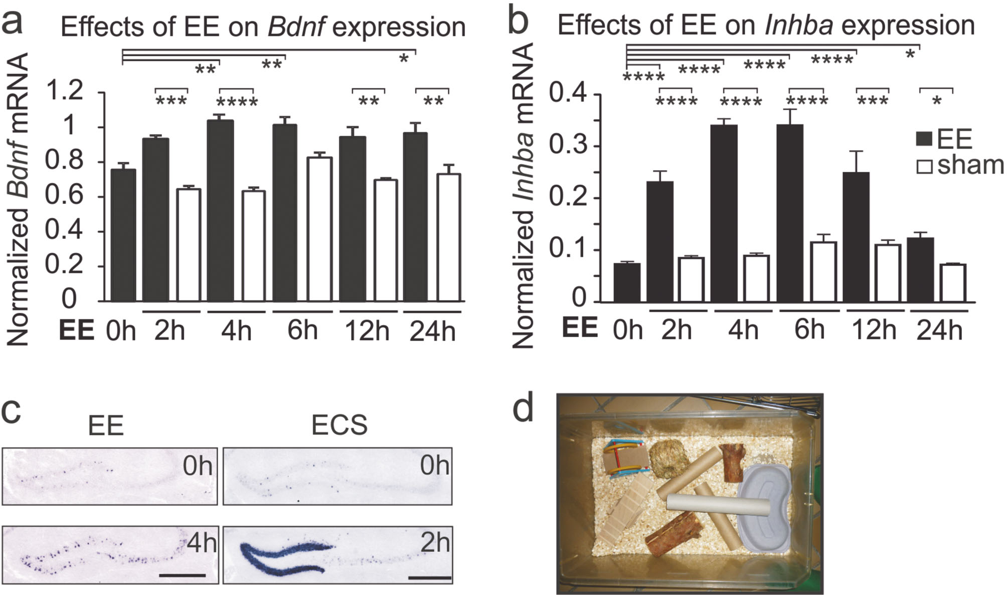 Abb. 4:  Exploration einer stimulierenden Umgebung (Enriched Environment, EE) erhöht die Expression von Bdnf-mRNA (a) und von Inhba-mRNA, die für die Activin βA-Untereinheit kodiert (b). Die mRNA-Spiegel wurden mittels RT-qPCR bestimmt und auf den Mittelwert von Tbp, Hprt und Rpl13a normalisiert. Die Mäuse wurden in Käfige gesetzt, die mit Spielzeug, Tunneln und Verstecken ausgestattet waren (d). Die Funktionalität der Activin-Hochregulation wurde anhand erhöhter SMAD2/3-Phosphorylierung nachgewiesen (nicht gezeigt). Die in situ-Hybridisierung der Activin βA-mRNA zeigt eine über den Gyrus dentatus und die CA3-Region punktförmig verstreute Hochregulation nach vierstündigem Aufenthalt im Spielkäfig (c, links). Dagegen beobachtete man nach Electroconvulsive Seizures (ECS), einem Nager-Modell für die Elektrokrampftherapie bei Patienten mit schwerer Depression, einen massiven, aber hauptsächlich auf den Gyrus dentatus beschränkten Anstieg der βA-mRNA (c, rechts). (Modifiziert nach Link et al., 2016a) 