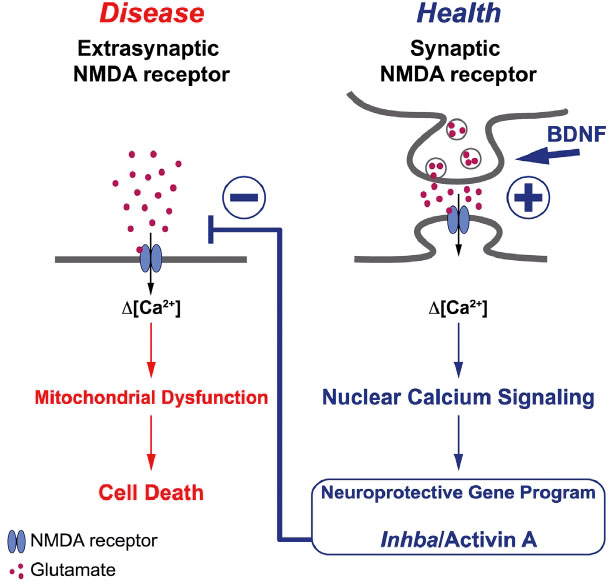Abb. 5:  Schema der neuroprotektiven Interaktion zwischen BDNF und Activin. Durch den Synergismus der beiden Faktoren können die Neurone vor der Aktivierung der neurotoxisch wirkenden extrasynaptischen NMDA-Rezeptoren geschützt werden. (Nachgedruckt aus Lau et al., 2015, mit freundlicher Genehmigung des Verlags)