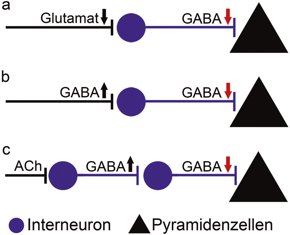 Abb. 2:  Netzwerkmotive lokaler Disinhibition. Neben einer „Langzeit-Depression“ inhibitorischer Synapsen auf Pyramidenzellen kann eine lokale Disinhibition durch eine Reihe unterschiedlicher Netzwerkmotive erzielt werden: z. B. durch (a) herabgesetzte glutamaterge Aktivierung lokaler hemmender Interneurone, (b) erhöhte Aktivität inhibitorischer Projektionsneurone, die lokale Interneurone innervieren, oder (c) durch neuromodulatorische Projektionsbahnen (z. B. cholinerge Projektionen; Acetylcholin, ACh), die aktivierend auf spezifische lokale Interneurone wirken, die wiederum die Hemmung anderer lokaler Interneurone vermitteln.