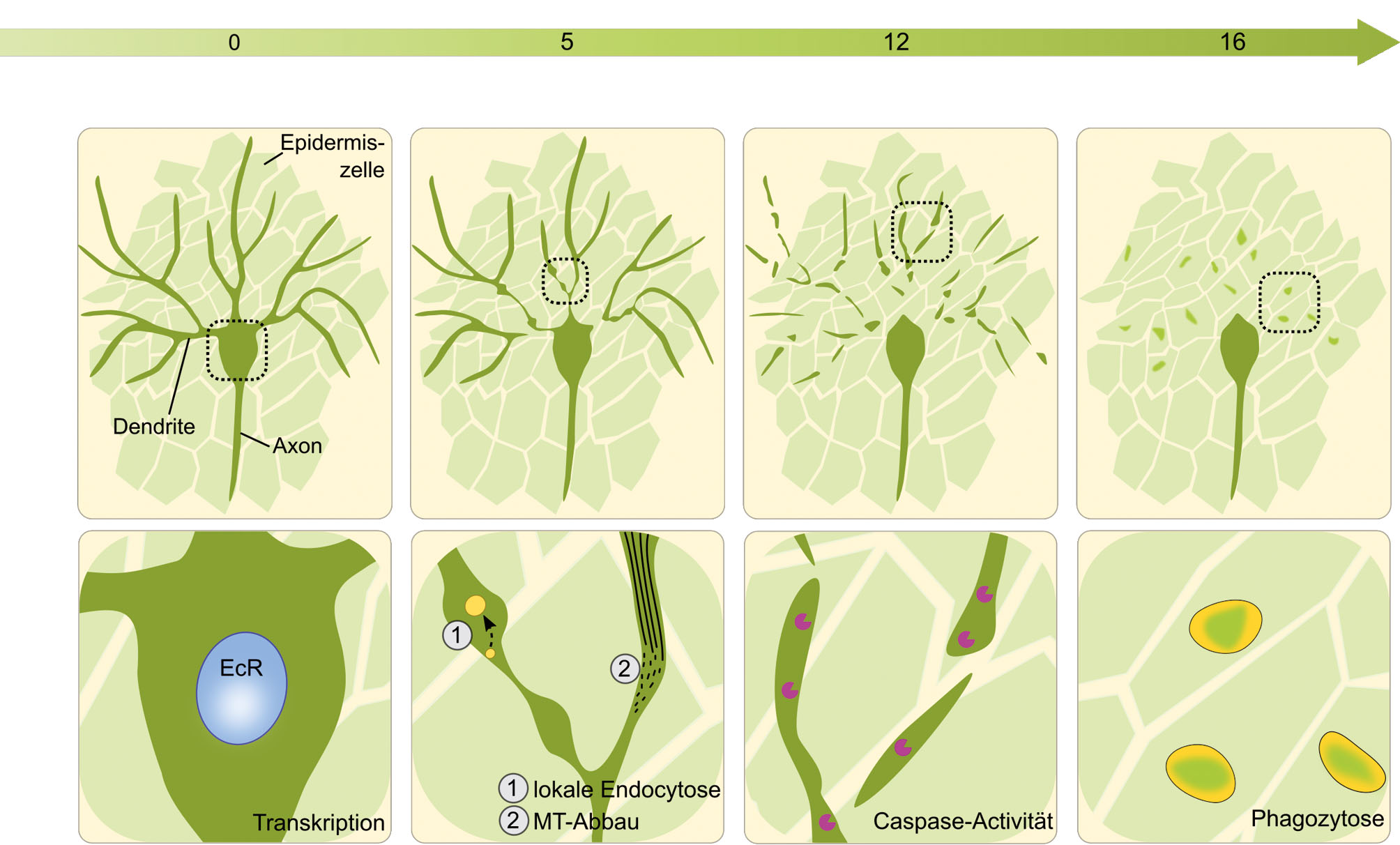 Abb. 2:  Zeitverlauf und zellbiologische Mechanismen des dendritischen Pruning von Drosophila c4da-Neuronen. (A) Zeitverlauf. Larvale c4da-Neurone haben zu Beginn der Puppenphase (0 hours after puparium formation, h APF) lange und verzweigte sensorische Dendriten. Nach etwa 5 h APF dünnen die Dendriten proximal aus und brechen. Bis 12 h APF fragmentieren die abgebrochenen Dendriten und werden anschließend phagozytisch entfernt. Nach 16 Stunden ist der Prozess beendet, die Axone bleiben bestehen. (B) Zellbiologische Mechanismen. In der Reihenfolge des zeitlichen Auftretens: Ecdyson-abhängige Transkription von Pruning-Genen im Zellkern (blau) ab 0 h APF; Dendritendestabilisierung um 5 h APF: Mikrotubuli (schwarze Linien) werden lokal abgebaut, und Plasmamembran wird lokal durch Endozytose entfernt (gelbe Vesikel); Fragmentierung von Dendriten durch Caspasen (lila) zwischen 5–12 h APF; anschließend Phagozytose durch Epidermiszellen (gelbe Vesikel).