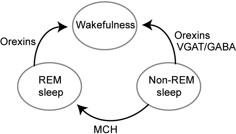 Fig. 1:  Scheme illustrating effects of wake-active orexin, wake transitions-active VGAT/GABA and sleep-active MCH cell groups on transitions between non-REM sleep, REM sleep, and wakefulness.