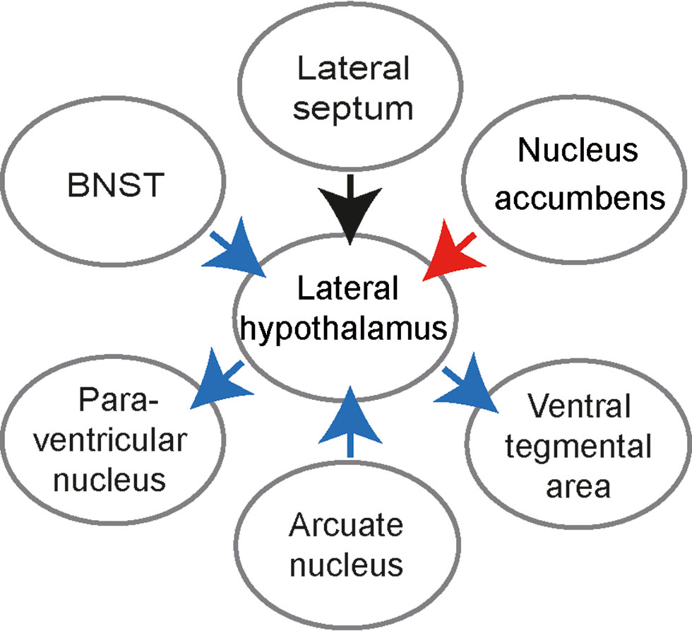 Fig. 2:  Scheme showing effects of LH inputs and outputs on feeding. Blue arrows: activation of a given pathway increases feeding, red arrow: activation of a pathway decreases feeding; black arrow: activation elicits food approach. BNST – Bed nucleus of the stria terminalis.