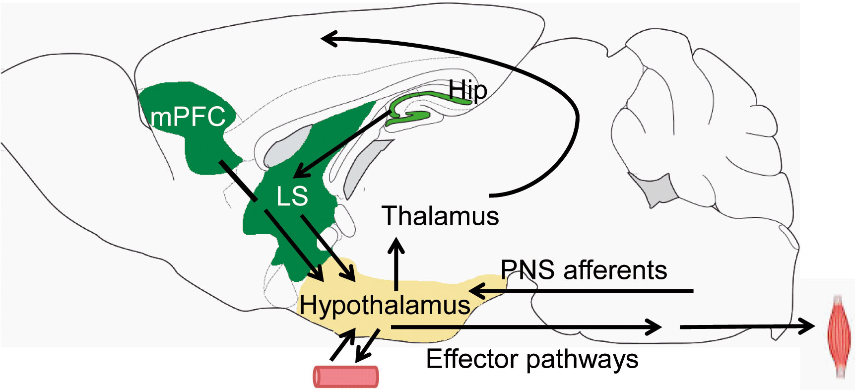 Fig. 3: Circuit diagram showing inputs to hypothalamus from medial prefrontal cortex (mPFC) and hippocampus (Hip), routed via lateral septum (LS) as well as hypothalamic outputs to forebrain, brain stem and secretory effector pathways via hypophysis. PNS – peripheral nervous system. The mouse brain image was modified from (Paxinos und Franklin, 2001). 