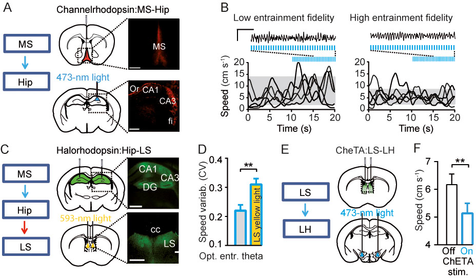 Fig. 4: Regulation of locomotion via hippocampus-lateral septum-lateral hypothalamus pathway by theta oscillations. A. Optogenetic control of theta oscillations in behaving mice. Injections of Cre-dependent ChR2 in medial septum (MS) of parvalbumin-Cre mice and light-induced stimulation of MS-hippocampus (Hip) projections. Expression of ChR2.tdTomato: neuronal somata in MS and axons in Hip. Scale bars: 500 µm (left), 50 µm (right). B. Representative local field potential signals, recorded from hippocampus, before and after the onset of stimulation (7Hz) with a low (<0.3; left) or high (>0.8; right) theta oscillations entrainment fidelity, grey shadows mark 10-90% ranges of speed distributions during stimulation, blue lines mark optostimulation. Scale bars: 1 s, 2 mV. Note that efficiently controlled theta oscillations are accompanied by reduced speed variability. C. Left: Scheme of experimental design for simultaneous optogenetic entrainment of theta oscillations in Hip and inhibition of hippocampal outputs to LS. Right: Injections and expression of halorhodopsin (eNpHR3.0) in hippocampal pyramidal cells (top), axonal immunofluorescence in LS; bilateral optic fibers implantation for light-induced inhibition of Hip-LS projections (right). Scale bars: 500 µm (left), 50 µm (right). D. Reduction of speed variability during optogenetic theta entrainment was prevented by simultaneous LS yellow light (593 nm) delivery (yellow bar, p=0.007, N=8 mice). E. Targeting of ChETA, a faster version of channelrhodopsin (Gunaydin et al., 2010) to GABAergic cells in lateral septum (LS) mice and light-induced stimulation of LSGABA-LH projections. F. Optogenetic theta-frequency activation of LS-LH pathway decreases running speed (P=0.003, N=7 mice). Modified from (Bender et al., 2015).