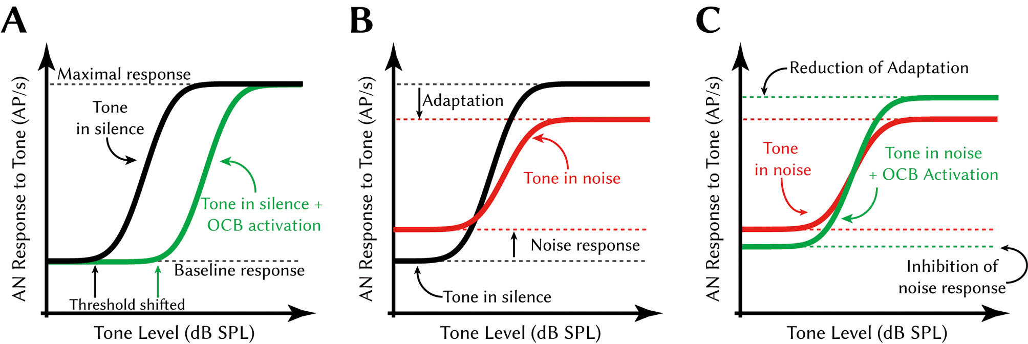 Fig. 2:  Effect of the olivo-cochlear reflex on auditory nerve response to tones. A Schematic depiction of the threshold shift caused by OCB activation. Black line: rate-level function of auditory nerve responses to ipsilaterally presented tones in silence. Green line: rate-level function of auditory nerve responses to ipsilaterally presented tones with contralaterally presented noise. The contralaterally presented noise activates the olivo-cochlear reflex via MOC axons. B Schematic depiction of the effect of background noise on the tone response. Black line: as in A. Red line: rate-level function of auditory nerve responses to ipsilaterally presented tones hidden in ipsilaterally presented noise. Due to the response to the constant noise stimulus, the baseline response is higher. Due to adaptation effects caused by the constant response to the noise, the maximal response is smaller. C Schematic depiction of the effect of OCB activation on the response to tones in noise. Red line: as in B. Green line: rate-level function of auditory nerve responses to ipsilaterally presented tones hidden in ipsilaterally presented noise with contralaterally presented noise. The olivo-cochlear activation inhibits the constant response to the ipsilaterally presented noise and thus releases the auditory nerve fibers from their adapted state. Adapted from: Kawase et al., 1993; Guinan, 2006. Please note that effects are exaggerated in this figure for clarity. Abbreviations: AN auditory nerve, AP action potential, SPL sound pressure level.