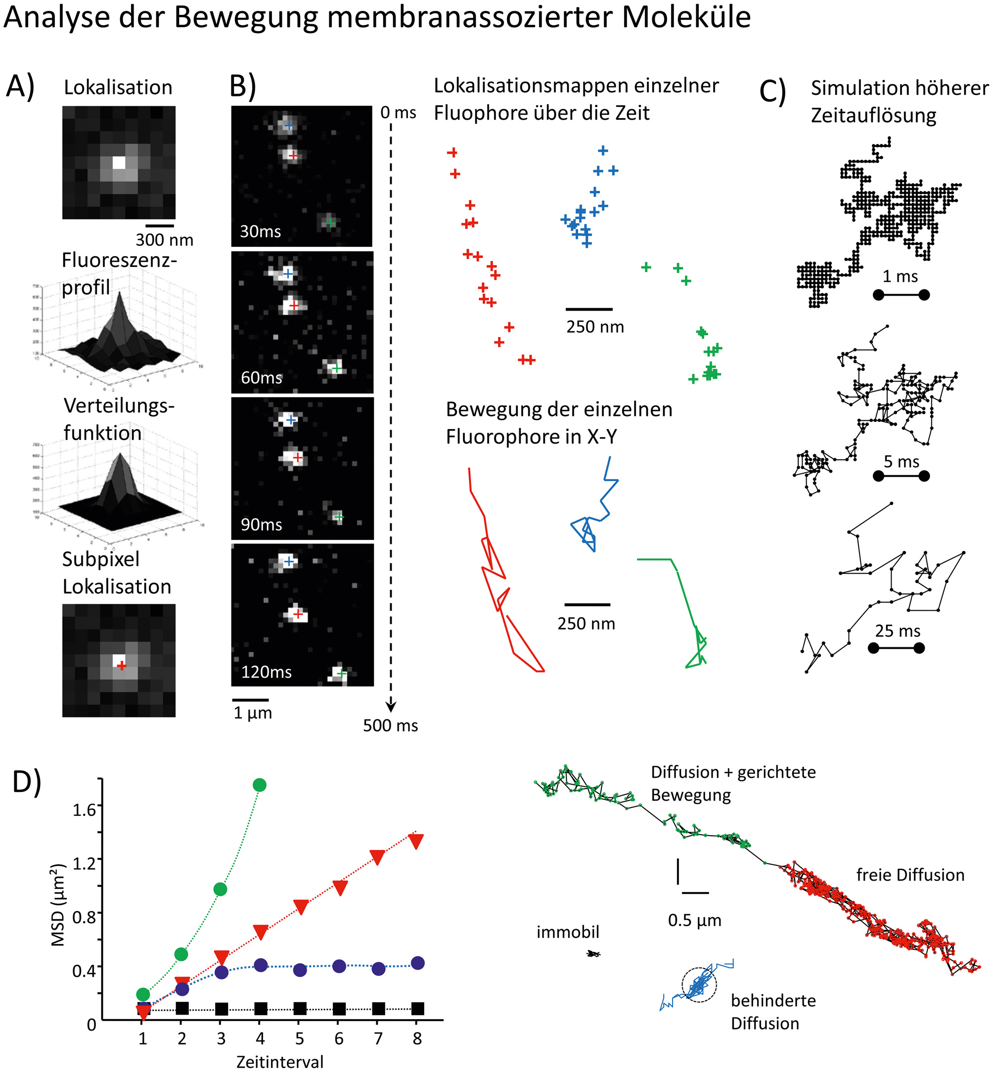 Abb. 1: Analyse der Mobilität von Molekülen in der zellulären Membran mittels Single Particle Tracking (SPT). A) Dargestellt sind die einzelnen Schritte für die Lokalisation eines Fluorophores im Bild der Kamera. Die Aufteilung der detektierten Lichtintensitäten auf mehrere Pixel der Kamera erlaubt die Lokalisation des Fluorophores innerhalb eines Pixels. B) Die zeitliche Abfolge der Lokalisation identifizierbarer Fluorophore erlaubt die Erstellung von Lokalisationskarten und die Verbindung der einzelnen Positionen über die Zeit. Diese Trajektorien können dann für die Analyse der Diffusion und explorierten Oberfläche verwendet werden. C) Simulation einer höheren Aufnahmerate für die Diffusion eines Partikels in der Membran. Deutlich ist die wesentlich bessere Repräsentation der explorierten Oberfläche bei Aufnahmeraten ≥1 kHz. Die Parameter für die Simulation waren Beobachtungsdauer 1s, Diffusionskoeffizient 0.2 µm²/s bei Bildraten von 1.000, 200 und 25 Bildern pro Sekunde. D) Quantifizierung verschiedener Bewegungsarten mittels der mittleren quadratischen Verschiebung (MSD) über die Zeit. Die Abweichung von freier Brown´scher Diffusionsbewegung (gerade Linie) können mittels dieser Darstellung eindeutig identifiziert werden. Dargestellt sind freie Diffusion (schwarz), begrenzte Diffusion (rot), Diffusion mit gerichteter Bewegung (grün) und immobile Teilchen (schwarz). Die Fläche unter der Kurve stellt die explorierte Oberfläche zum gegebenen Zeitpunkt dar. Die Abweichung von y=0 für immobile Teilchen entspricht der Lokalisationsgenauigkeit des Experiments. Beispiele für Trajektorien unterschiedlicher Diffusionsbewegung sind in der entsprechenden Farbe dargestellt.
