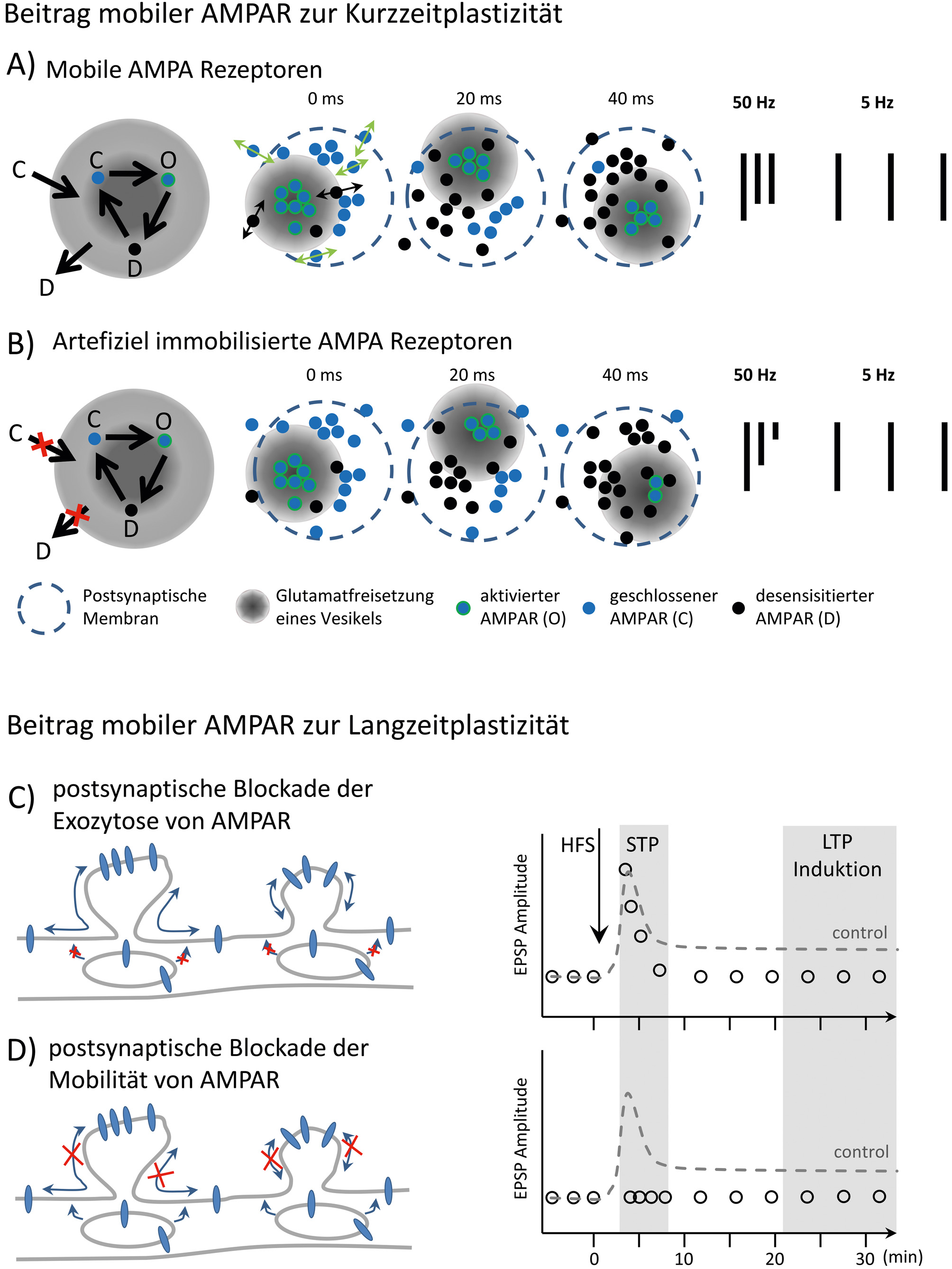 Abb. 3: Schematische Darstellung des Einflusses mobiler AMPAR auf die synaptische Plastizität. A) Dargestellt sind die kinetischen Zustände von AMPAR, wobei der desensitisierte Zustand der zeitlimitierende ist. Die Verweildauer im desensitisierten Zustand kann je nach Rezeptorzusammensetzung variieren und die Aktivierbarkeit der postsynaptischen AMPAR – Population beeinflussen. Die einzelnen Zustände sind: der geschlossene Rezeptor (C), der geöffnete Rezeptor nach Bindung von Glutamat (O) und der desensitisierte Rezeptor (D). Die lokale Dynamik der Rezeptoren erlaubt eine teilweise Kompensation der Akkumulation desensitisierter Rezeptoren während hochfrequenter Stimulation der Synapse. B) Die artifizielle Immobilisierung der AMPAR führt zu einer stärkeren Akkumulation von desensitisierten Rezeptoren in der postsynaptischen Membran, welche bei hochfrequenten Stimulationen der Synapse zur Verstärkung der Depression beiträgt, hier schematisch gezeigt für 50 Hz. Stimulationen im Frequenzbereich <5 Hz sind nicht von der Immobilisierung der AMPAR abhängig (modifiziert nach Heine et al. 2008). C) Schematische Darstellung des Beitrags der Mobilität von AMPAR zur Langzeitpotenzierung in CA3-CA1 – Synapsen des Hippocampus. Durch die postsynaptische Blockade der Exocytose von AMPAR mittels Tetanus Toxin wird die Induktion der LTP verhindert, jedoch nicht die kurzzeitige posttetanische Potenzierung. D) Die globale Immobilisierung der AMPAR verhindert sowohl die posttetanische Potenzierung als auch die Induktion von LTP (modifiziert nach Penn et al. 2017).