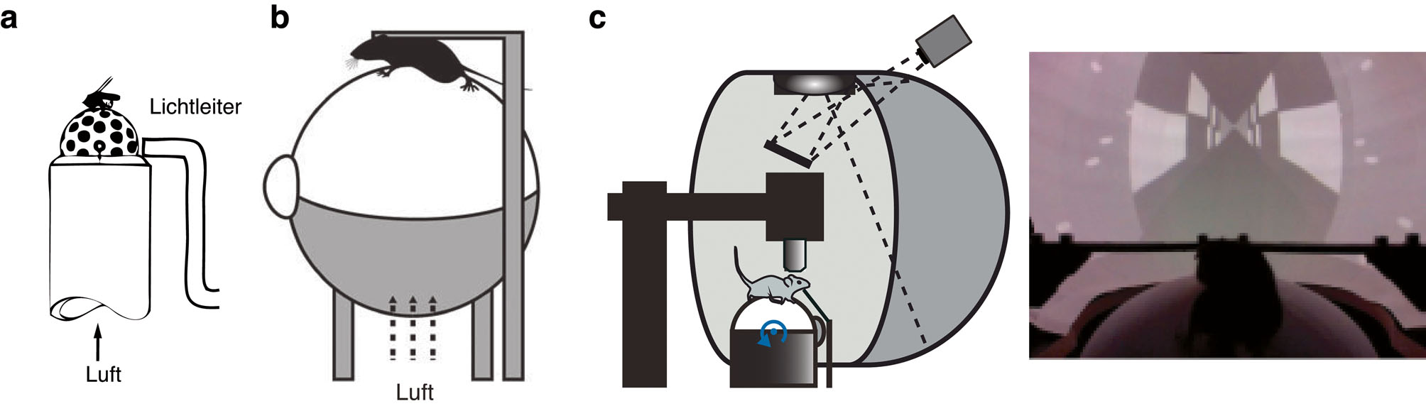 Abb. 1: Fortbewegung während der Kopffixation auf Laufball- oder -bandsystemen. a) Eines der ersten “luftgepolsterten Ball-Setups”, das für die Fliege Drosophila entwickelt wurde, die hier auf dem Ball über einen Mikromanipulator fixiert ist. Ein System basierend auf Lichtleitfasern nimmt die Bewegung des Tieres auf, die über die Verschiebung der Muster auf dem Ball gemessen wird – mit freundlicher Genehmigung modifiziert aus Buchner (1976). b) Ein ähnliches System für Mäuse – mit freundlicher Genehmigung modifiziert aus Carandini und Churchland (2013). c) In Kombination mit einem großflächigen, lebensechtem Stimulationssystem kann der visuelle Stimulus mit geschlossener Rückkopplung (closed loop, entsprechend der Bewegung des Tieres) oder mit offener Rückkopplung (open loop, nicht in Übereinstimmung mit der Bewegung des Tieres) präsentiert werden – mit freundlicher Genehmigung modifiziert aus Fiser et al. (2016).