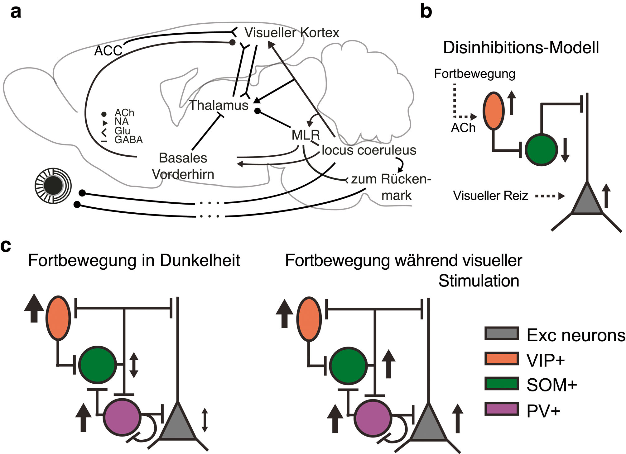 Abb. 3: Neuronale Schaltkreise, die zur Modulation visueller Aktivität durch Bewegung beitragen können. a) Es ist wahrscheinlich, dass eine Vielzahl verschiedener neuronaler Schaltkreise zur Modulation der sensorischen Informationsverarbeitung durch Fortbewegung beitragen. ACh: Acetylcholin, NA: Norepinephrine, Glu: Glutamat, MLR: mesencephalic locomotor region, ACC: anteriorer cingulärer Kortex – mit freundlicher Genehmigung modifiziert aus Erisken et al. (2014). b) Ein vorgeschlagener disinhibitorischer Verarbeitungspfad: Acetylcholin, das während der Fortbewegung ausgeschüttet wird, aktiviert VIP+ inhibitorische Interneurone, die wiederum SOM+ inhibitorische Interneurone hemmen. Dies führt zu einer Disinhibition von Pyramidenzellaktivität. c) Experimentelle Beobachtungen während der Fortbewegung in Dunkelheit (links) und während der visuellen Stimulation (rechts), die mit dem vorgeschlagenen disinhibitorischen Schaltkreis nur bedingt übereinstimmen – mit freundlicher Genehmigung modifiziert aus Pakan et al. (2016).