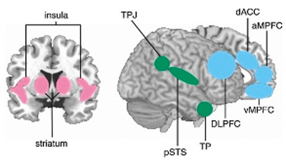 Abb. 1:  Übersicht von Hirnregionen, die mit der Verarbeitung sozialer Prozesse in Verbindung stehen. TPJ = Temporal Parietal Junction; dACC = dorsaler Teil des anterioren zingulären Kortex, DLPFC = dorsolateral präfrontaler Kortex, pSTS = posteriorer Teil des superioren temporären Sulcus, TP = temporaler Pol; vMPFC = ventraler Teil des medialen präfrontalen Kortex, aMPFC = anteriorer Teil des medialen präfrontalen Kortex.