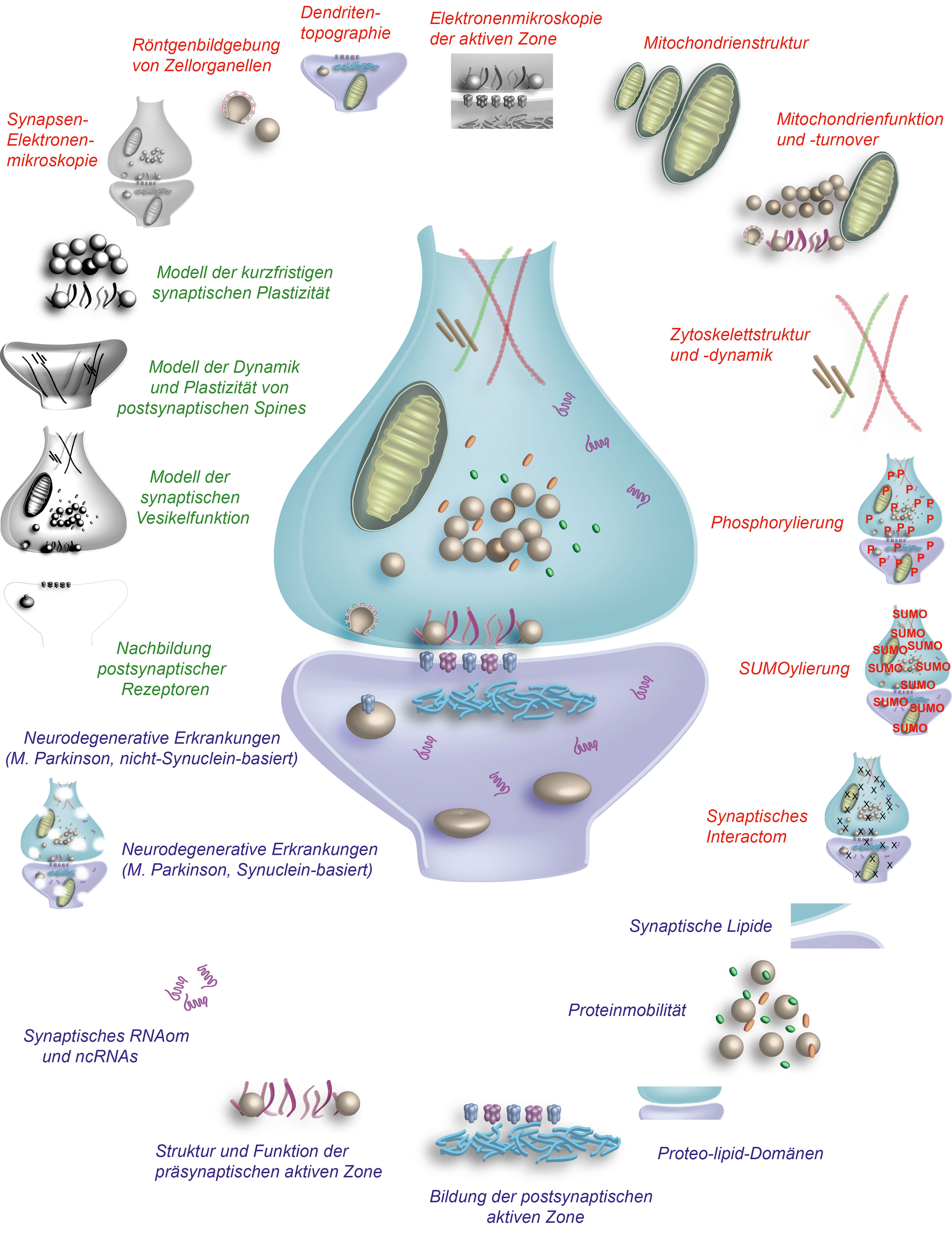 Abb. 1: Grafische Vorstellung der Projekte des SFB. Die drei Hauptgebiete des SFB sind in rot (A, quantitative Daten zur Struktur), blau (B, quantitative Daten zur Funktion) und grün (C, Modelle) beschrieben.